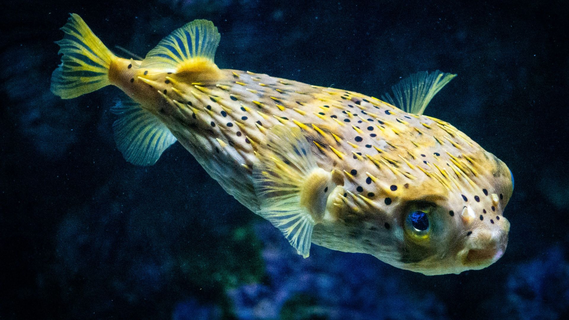 yellow and white fish in water