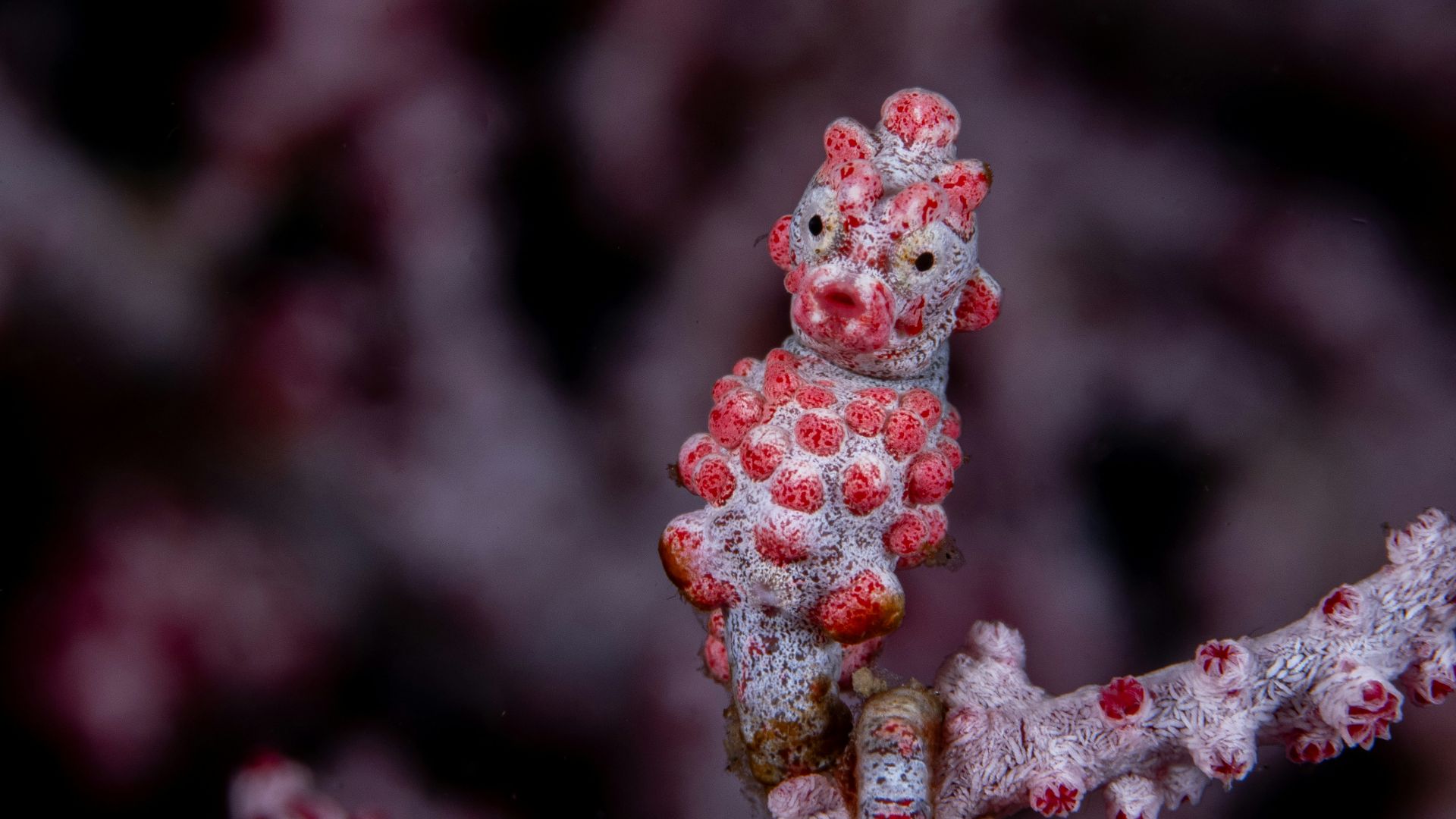 A close up of a small red and white animal on a branch