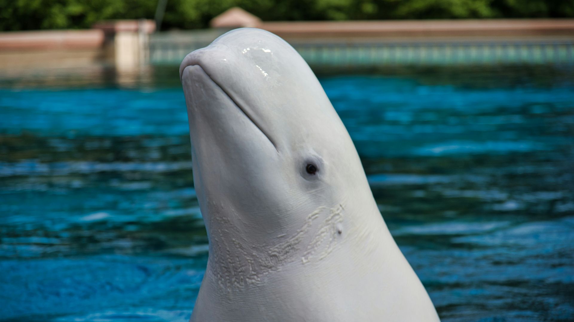a close up of a dolphin in a pool