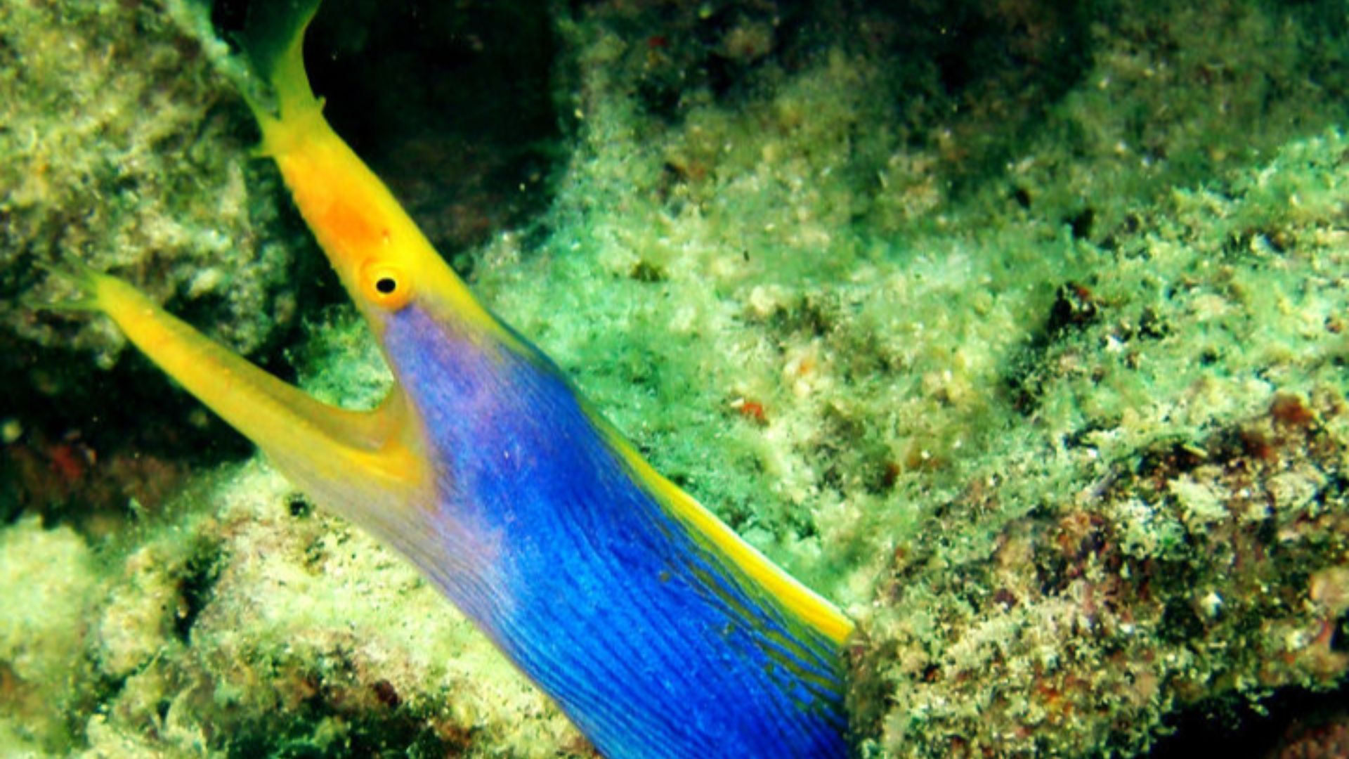 File:Blue ribbon Eel fish on Pom Pom Island, Celebes resort, Sabah.jpg