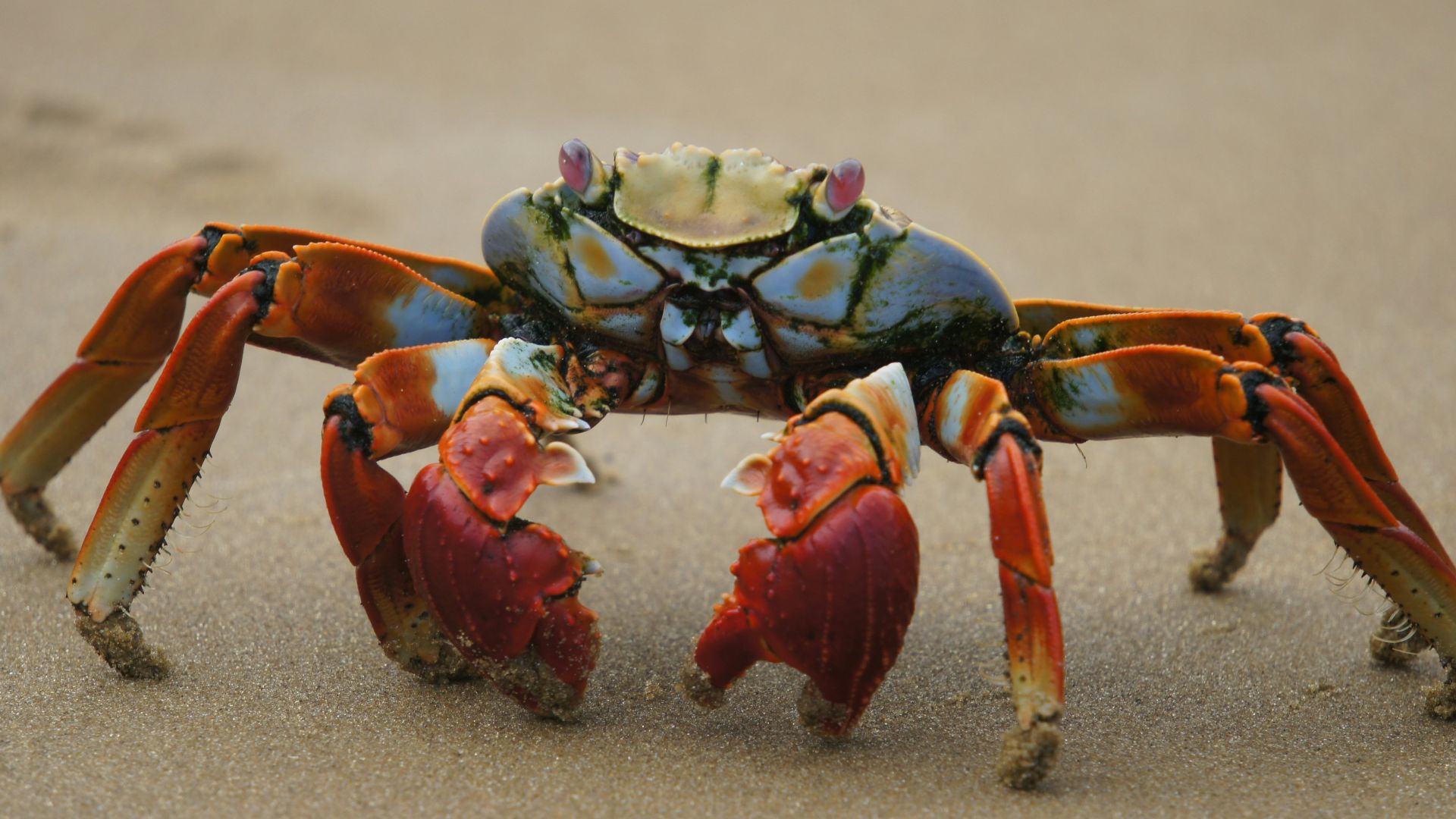 red and black crab on sand