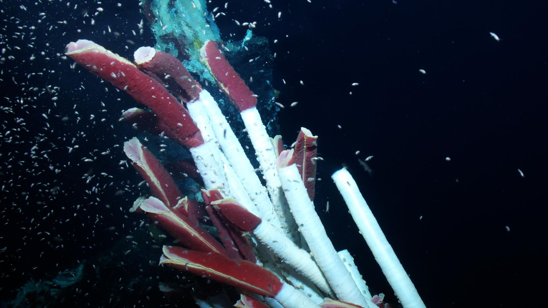 File:Vers tubicoles géants (Riftia pachyptila) (Ifremer 00568-67973 - 25086).jpg