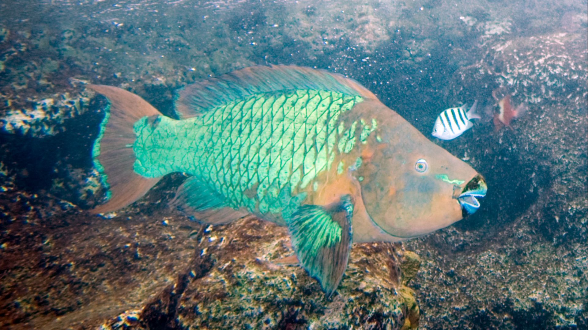 File:Rainbow parrotfish.jpg
