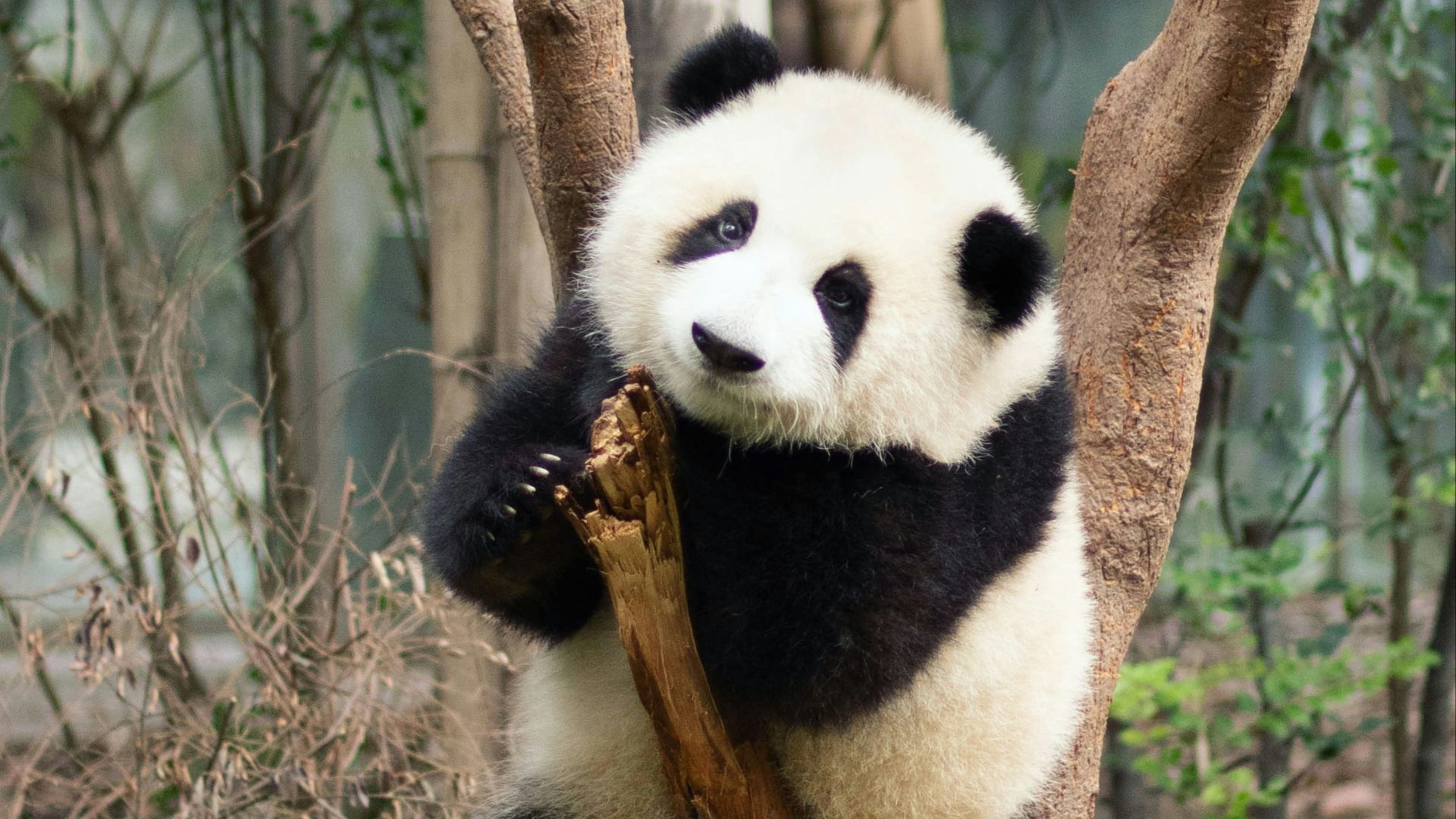 panda bear on brown tree branch during daytime