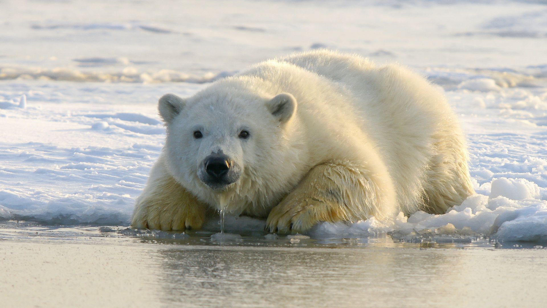 polar bear on water during daytime