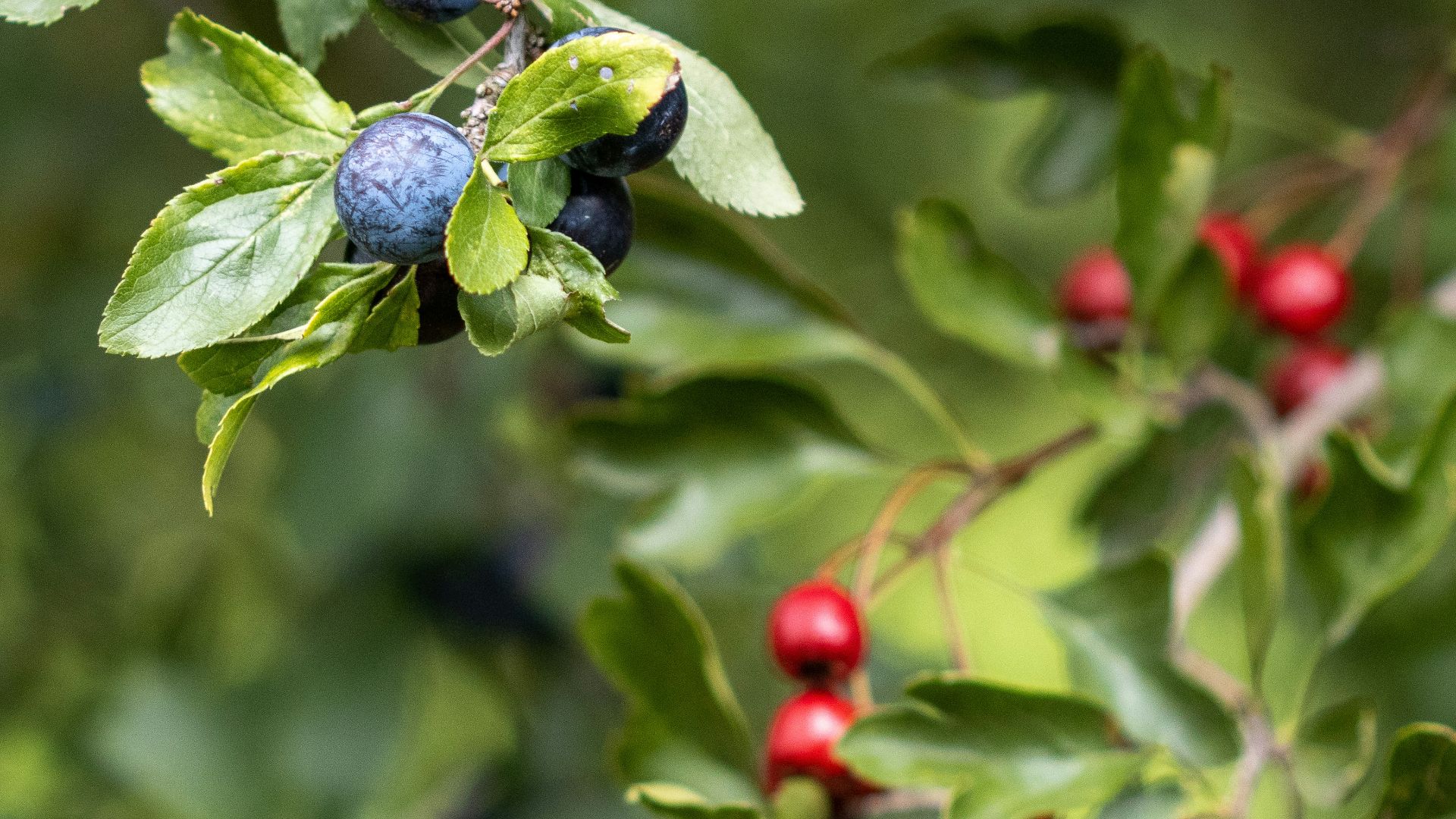 green and red round fruits