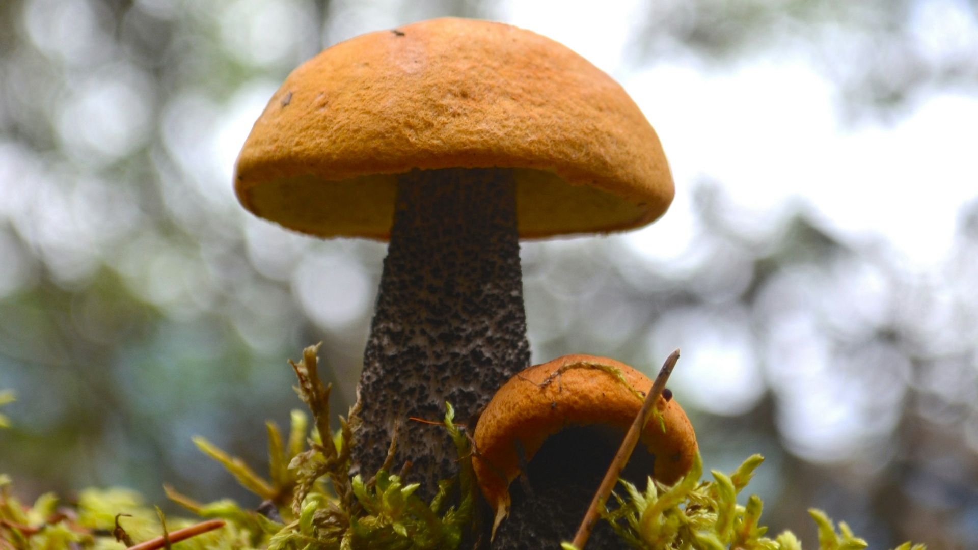 a mushroom growing in the grass