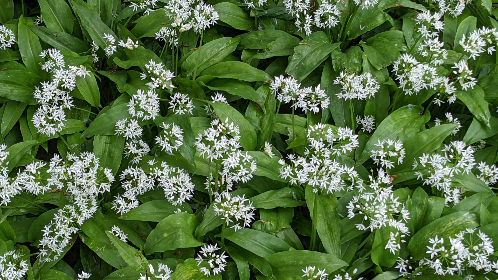 a close up of a bunch of white flowers