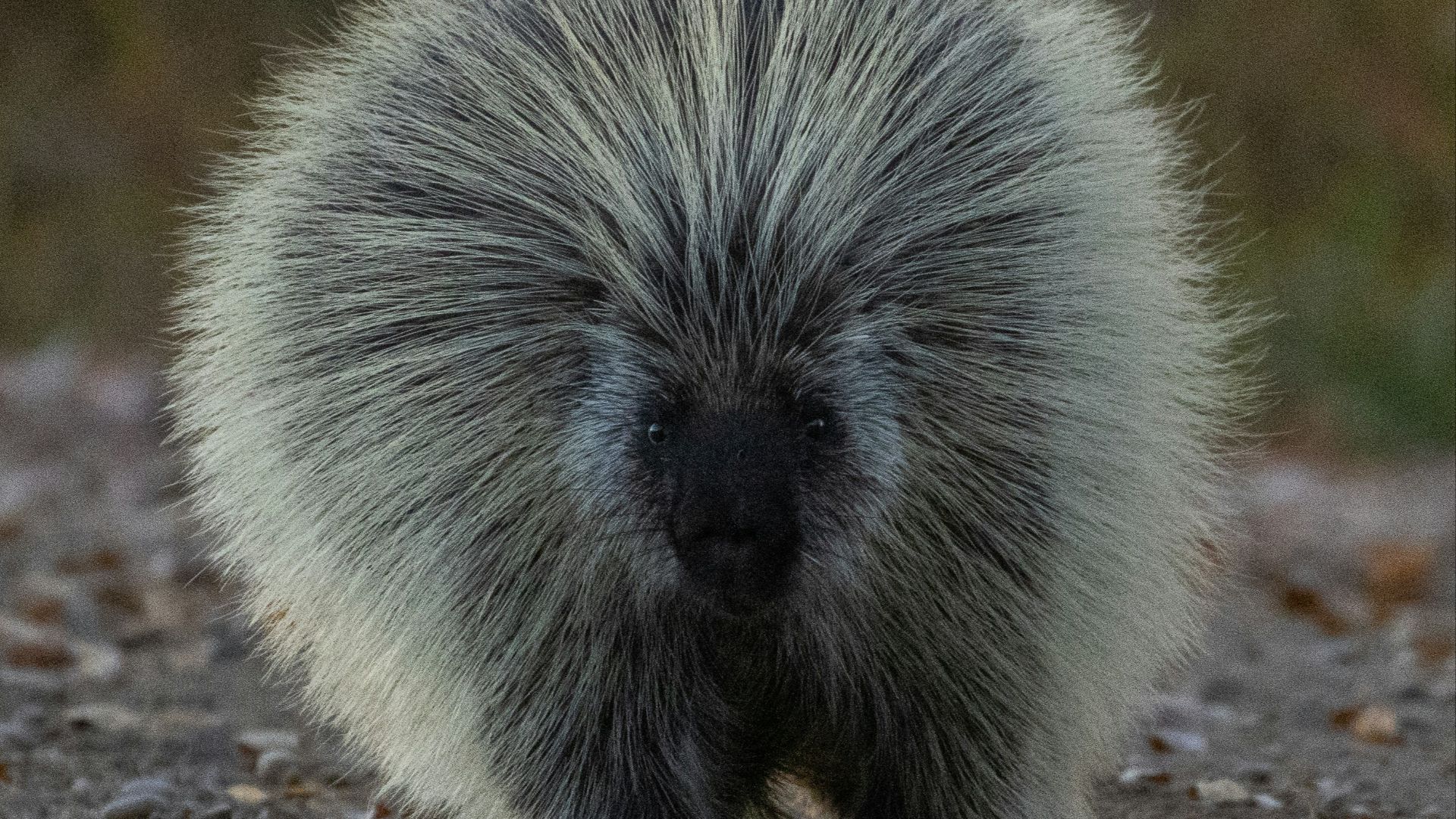 a hedgehog on the ground
