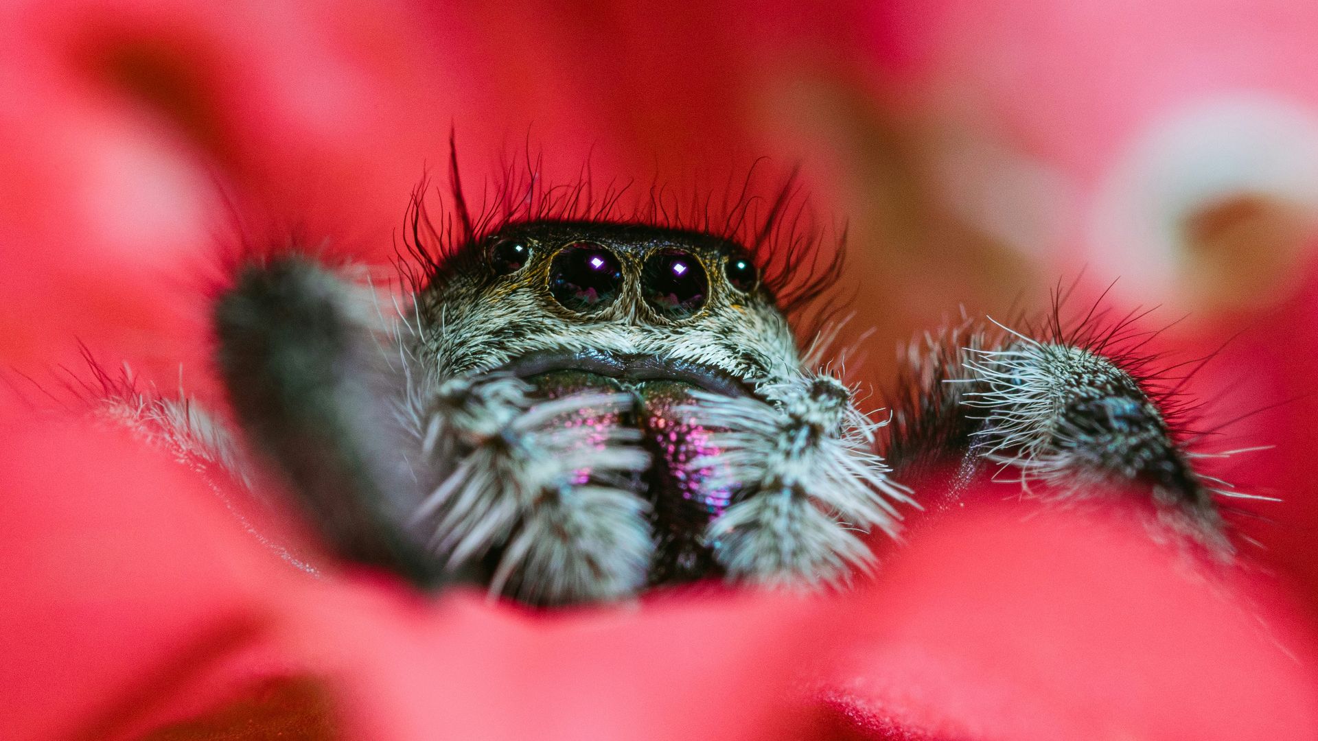 black and white spider on red flower in macro photography