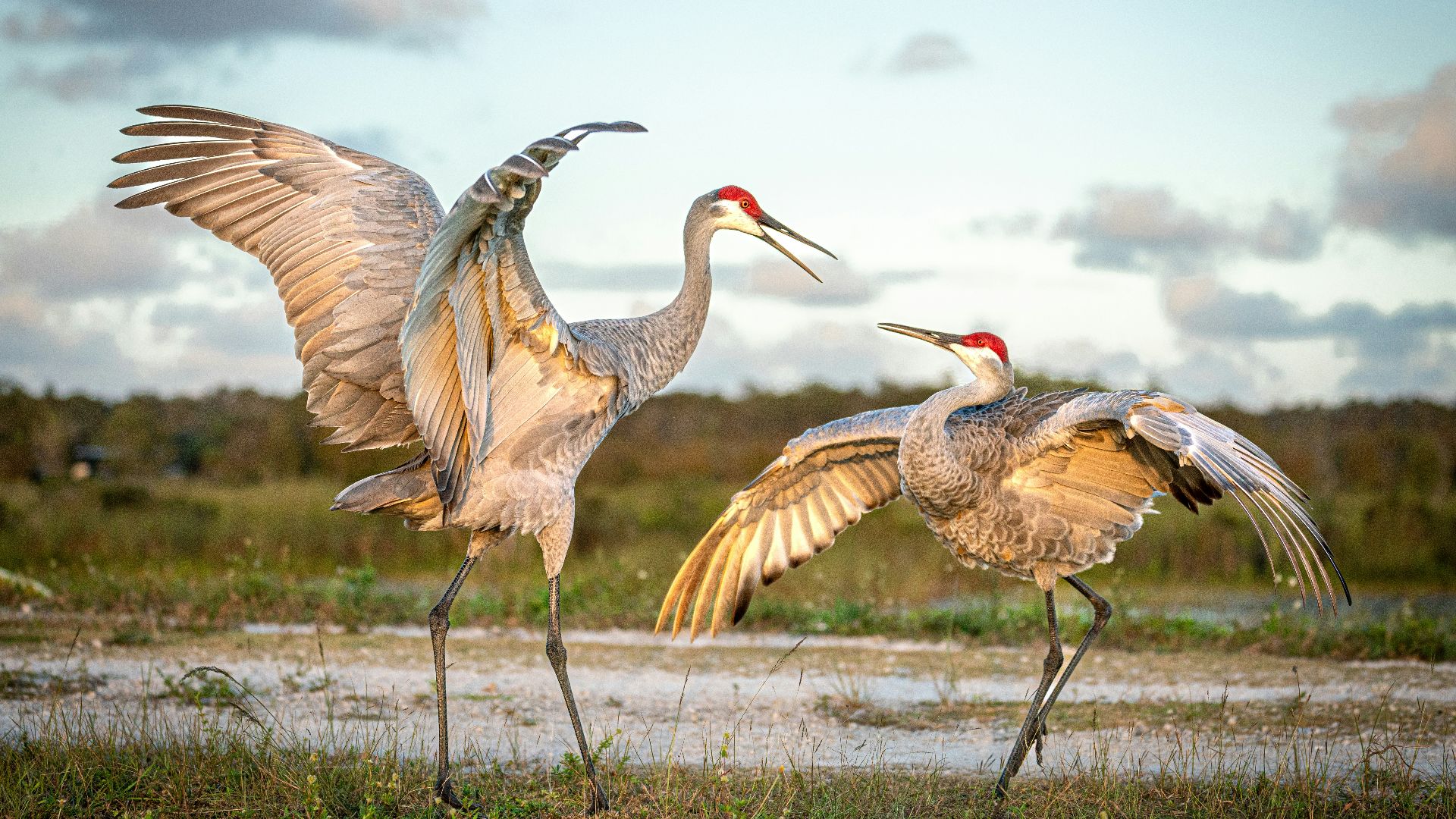a couple of birds that are standing in the grass