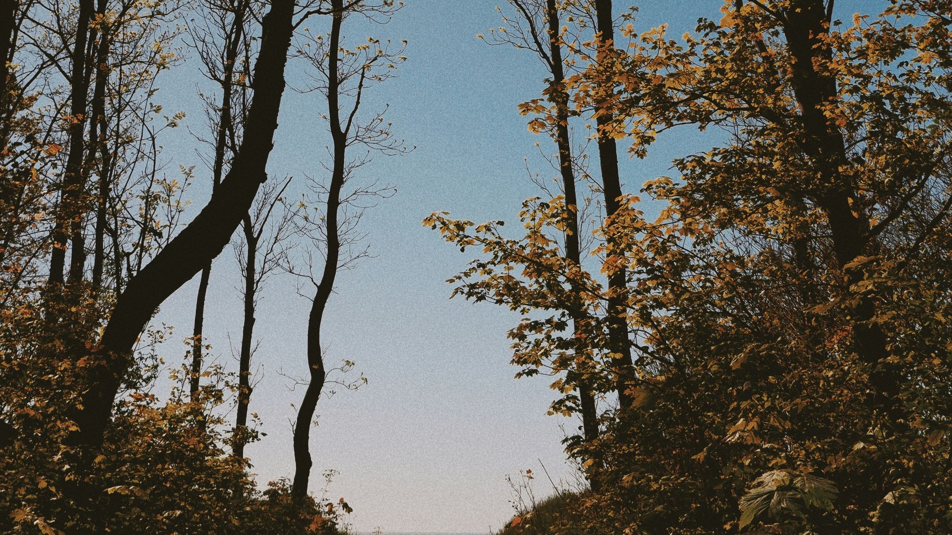 brown tree under blue sky during daytime