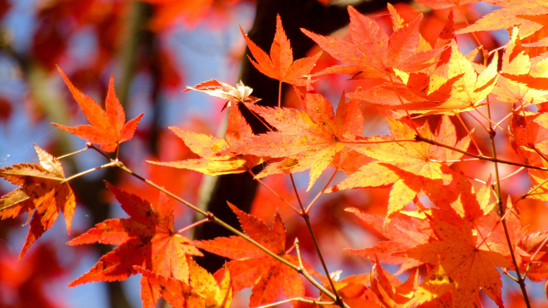 red and brown maple leaves