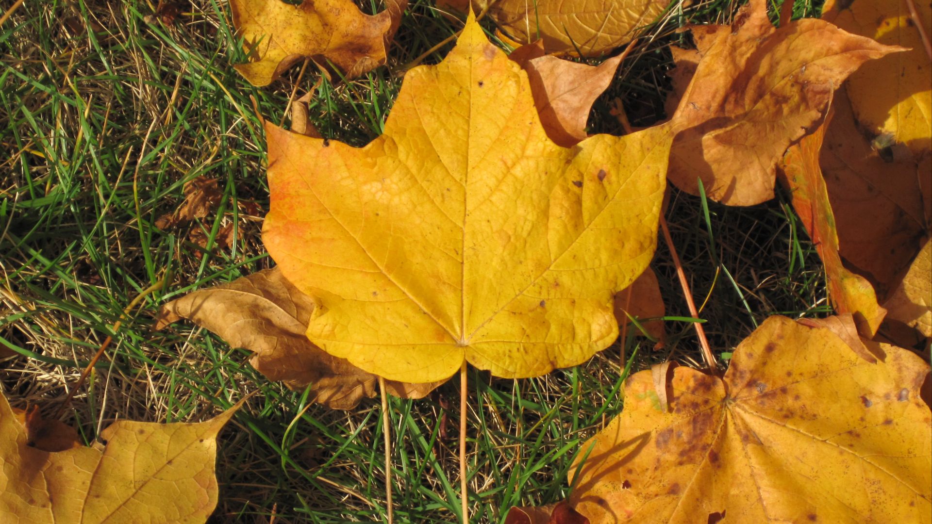 File:Acer saccharum (sugar maple leaf in fall colors) (Country Club Drive, Newark, Ohio, USA) (25 October 2015) 1 (21860942843).jpg