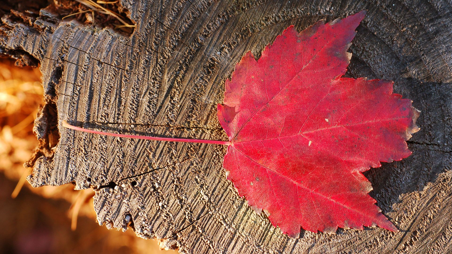 File:Maple Leaf Red Stump 3008px.jpg