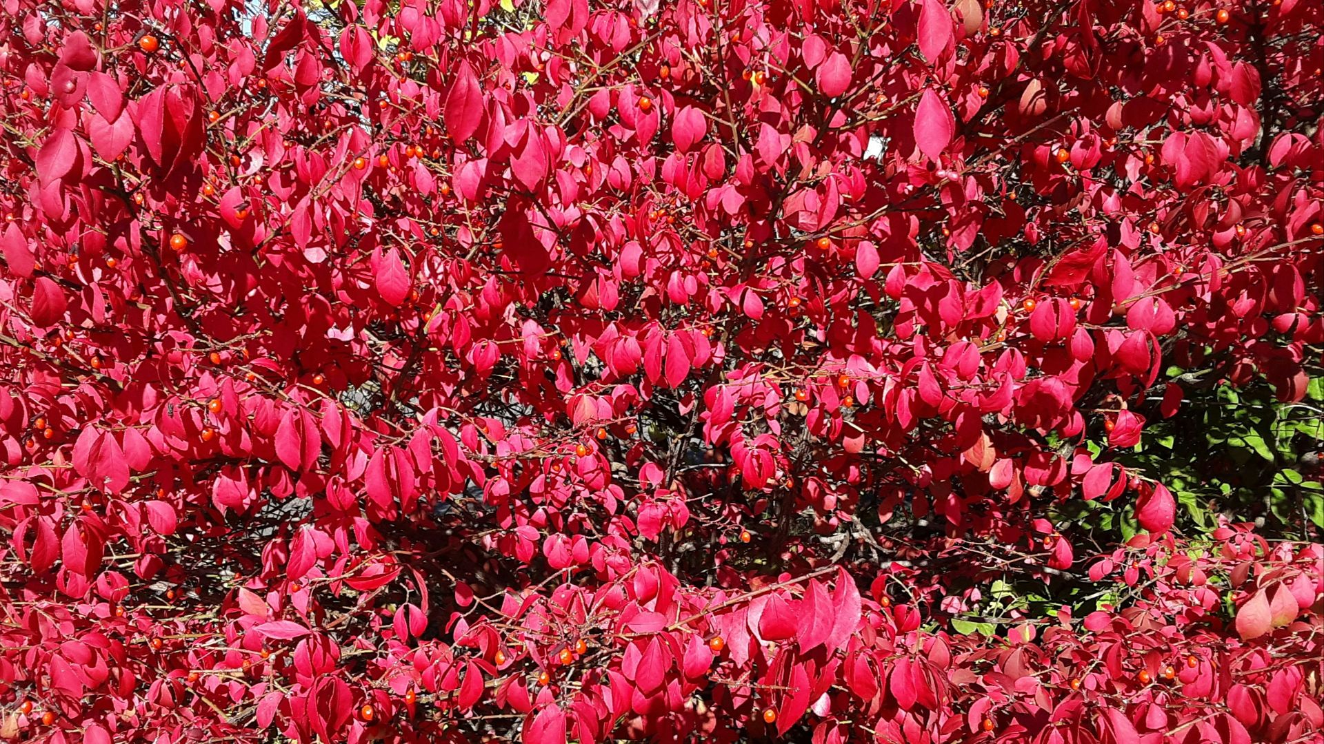a bush with red flowers in the middle of it