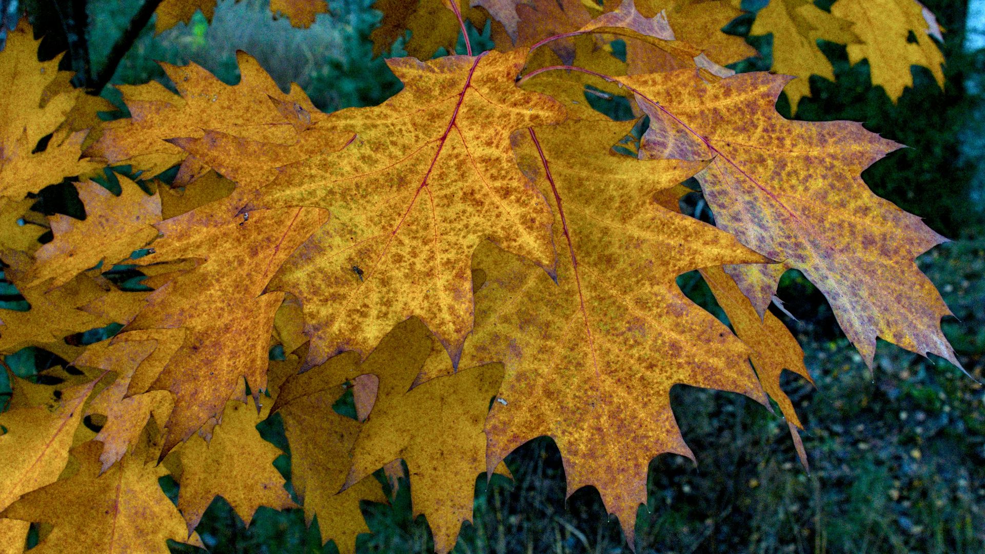 A close up of a tree with yellow leaves