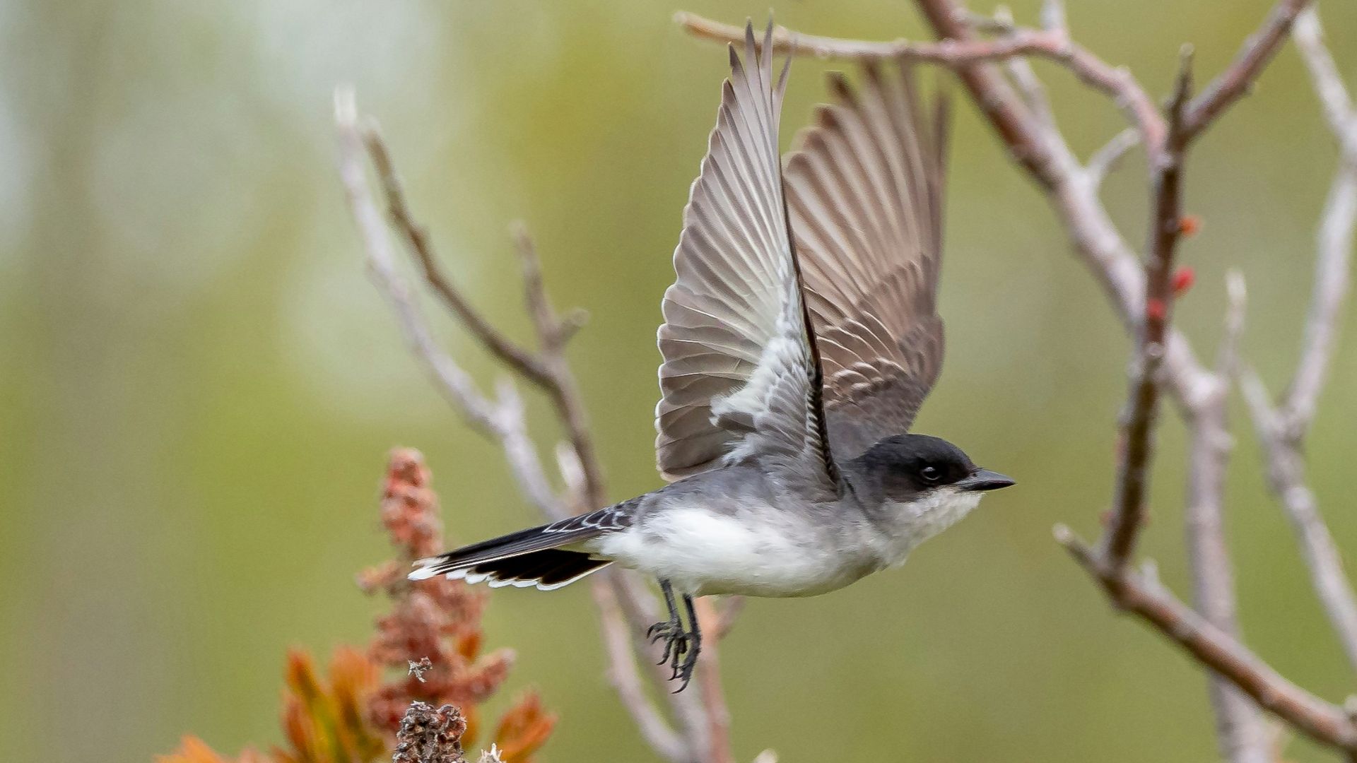 brown and white bird flying over yellow flowers