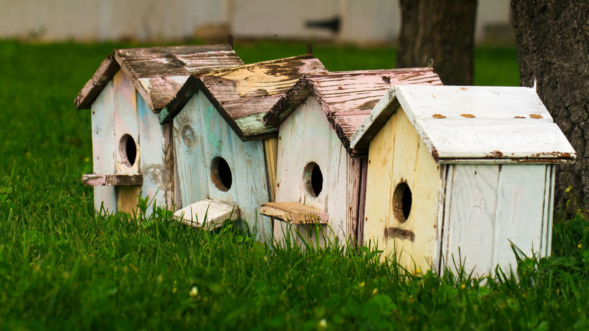 four birdhouses on grass