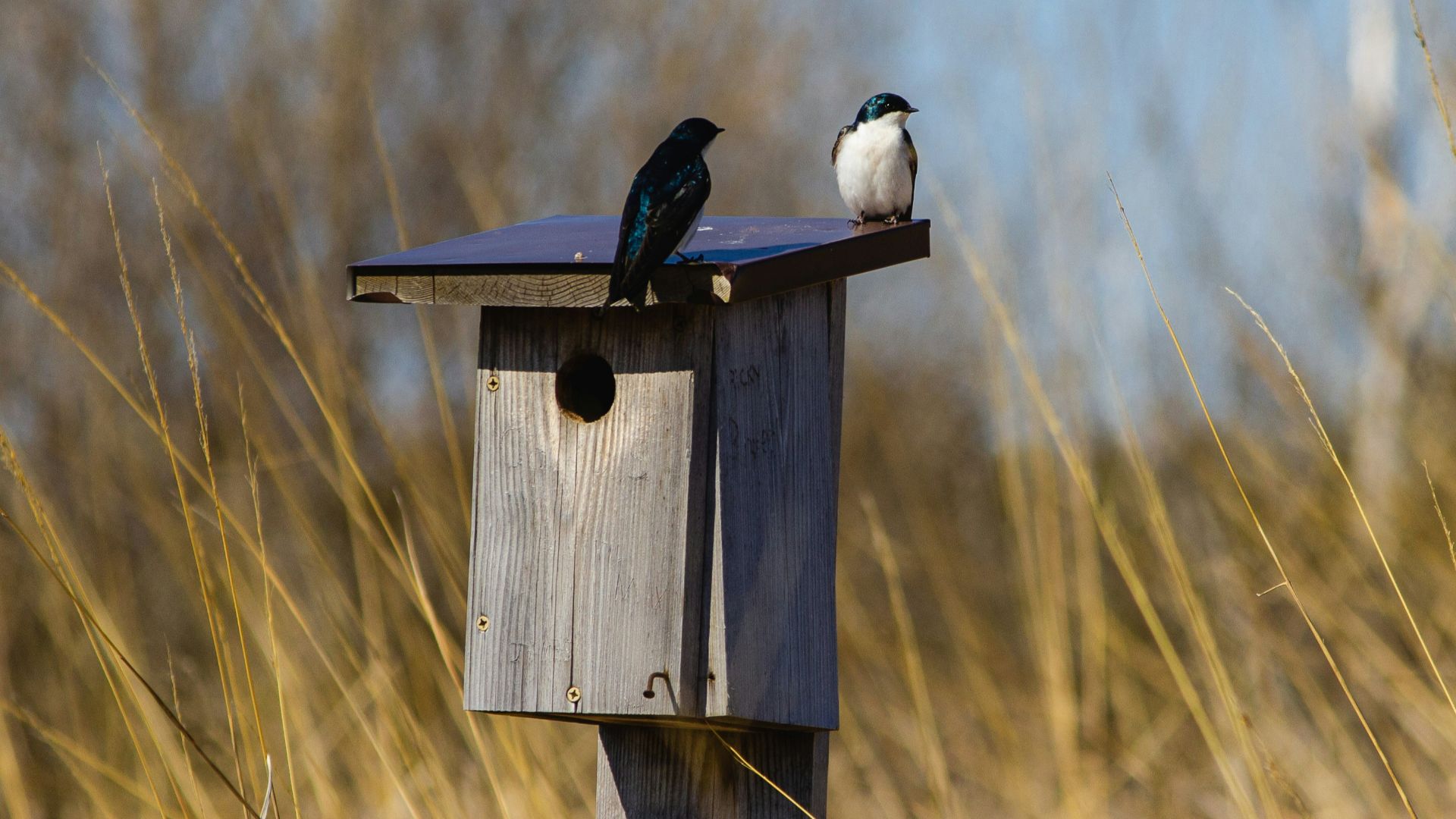 blue and white bird on brown wooden bird house