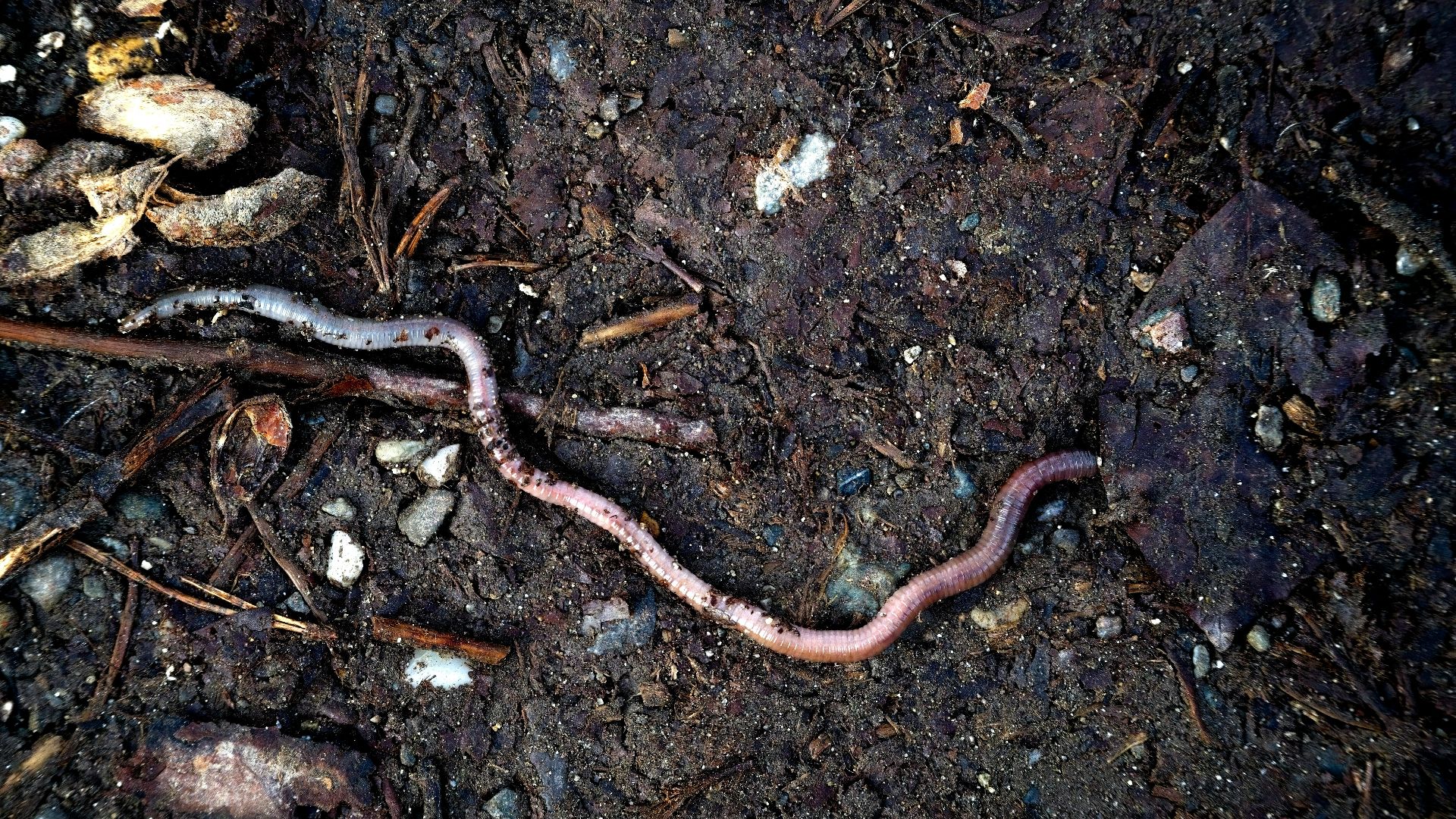 a snake that is laying on the ground