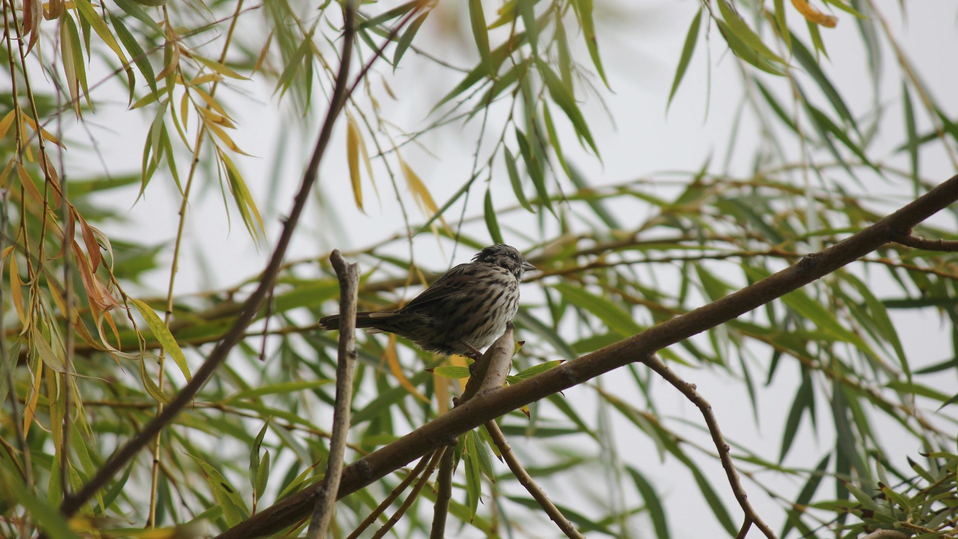 a small bird perched on a branch of a tree
