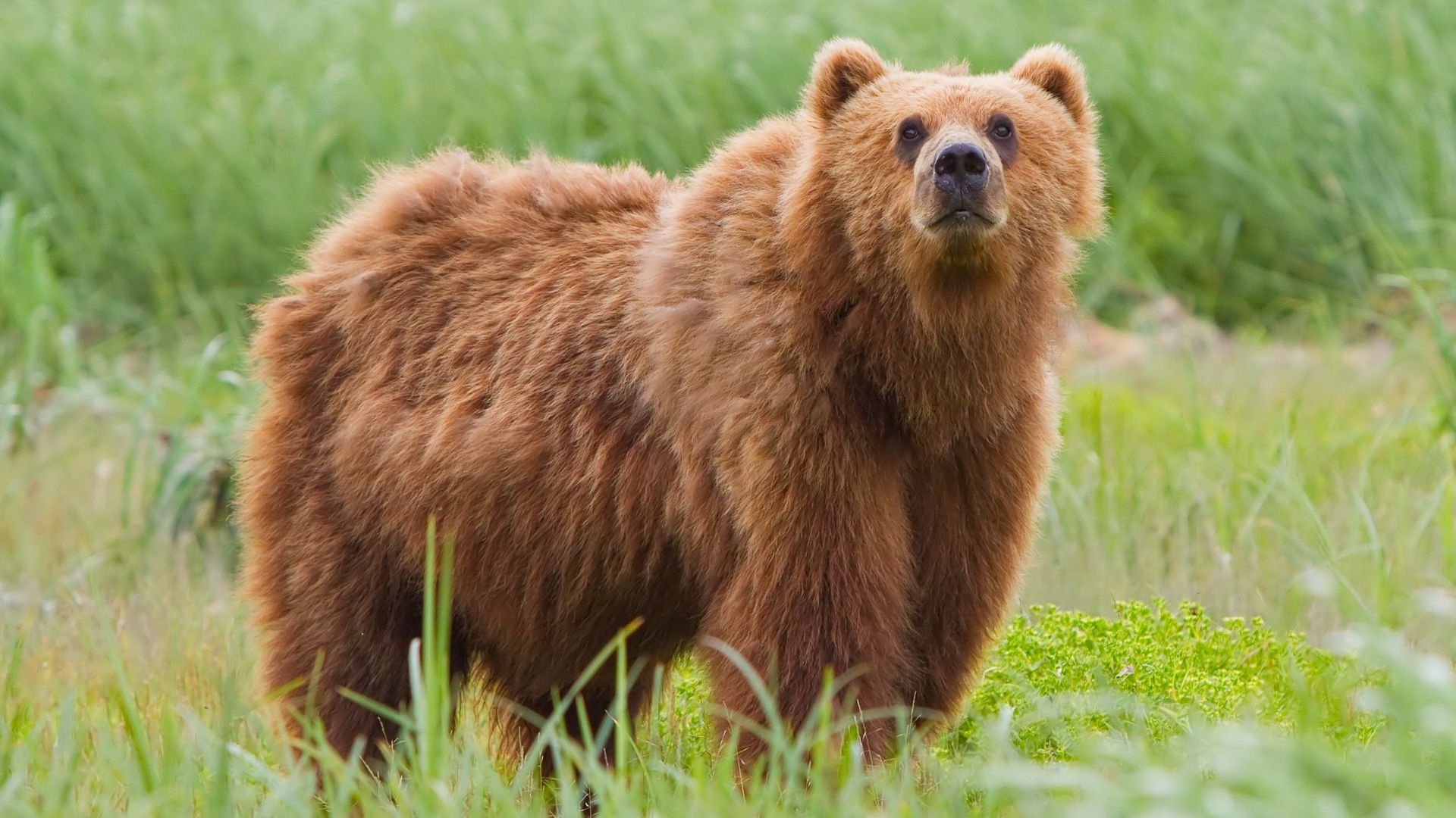 File:2010-kodiak-bear-1.jpg