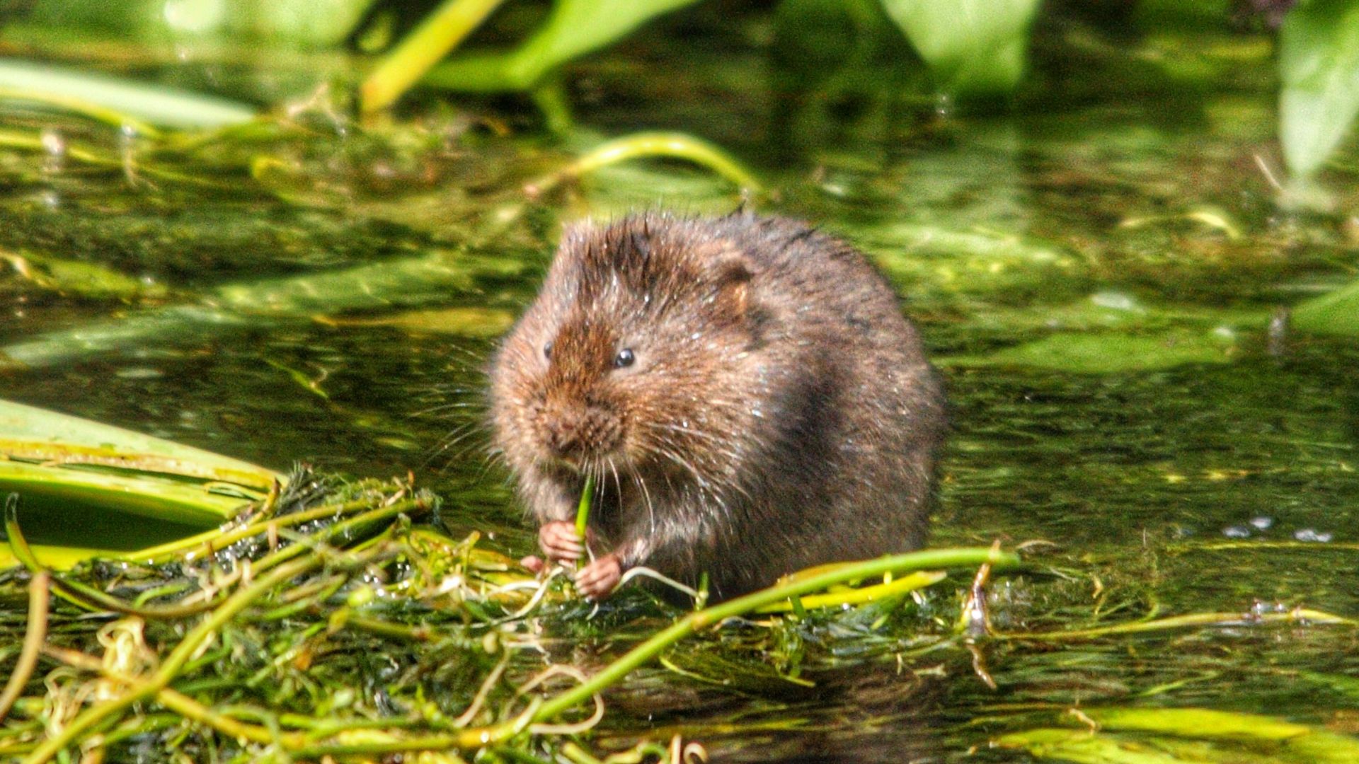 brown rodent on green grass