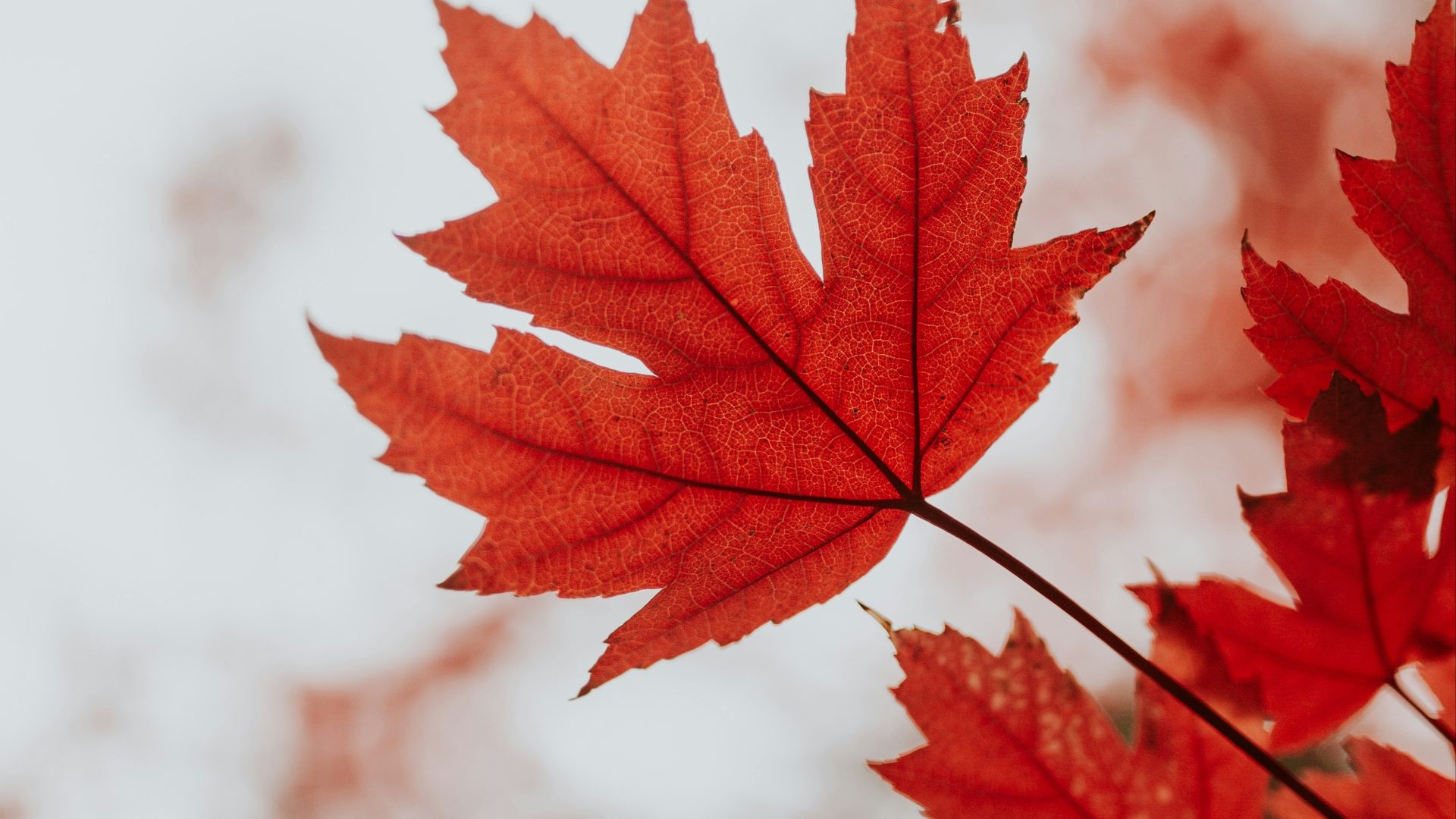 red maple leaf in close up photography