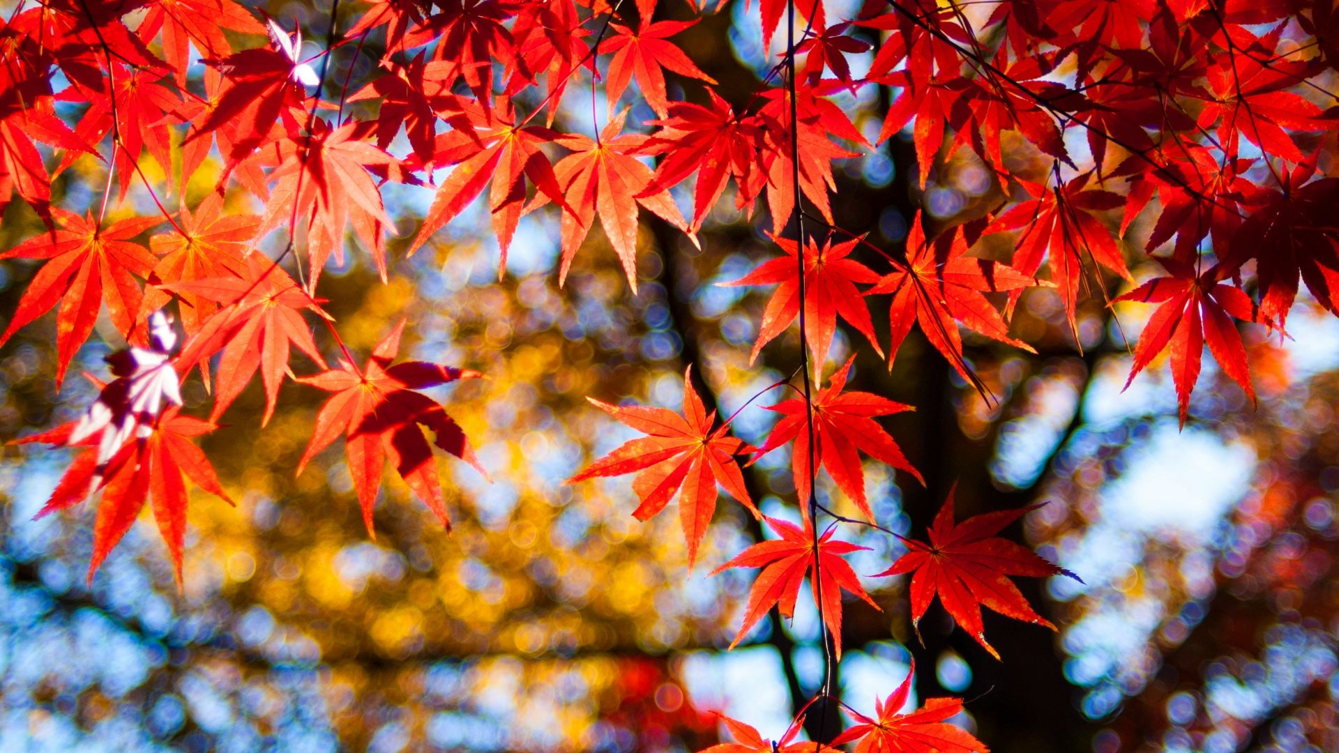 red and yellow maple leaves