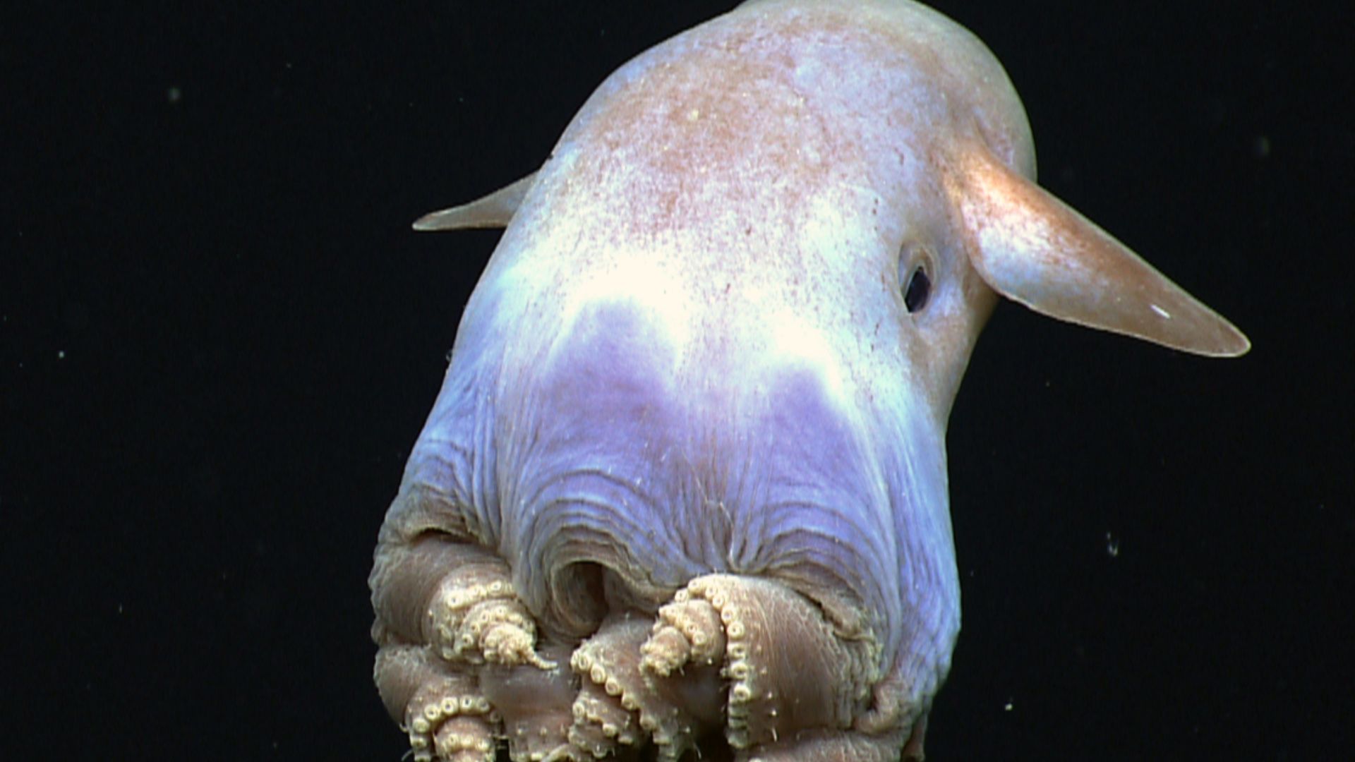 File:Dumbo-hires (cropped).jpg