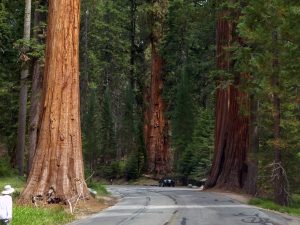 sequoia-trees-53183-300x225.jpg