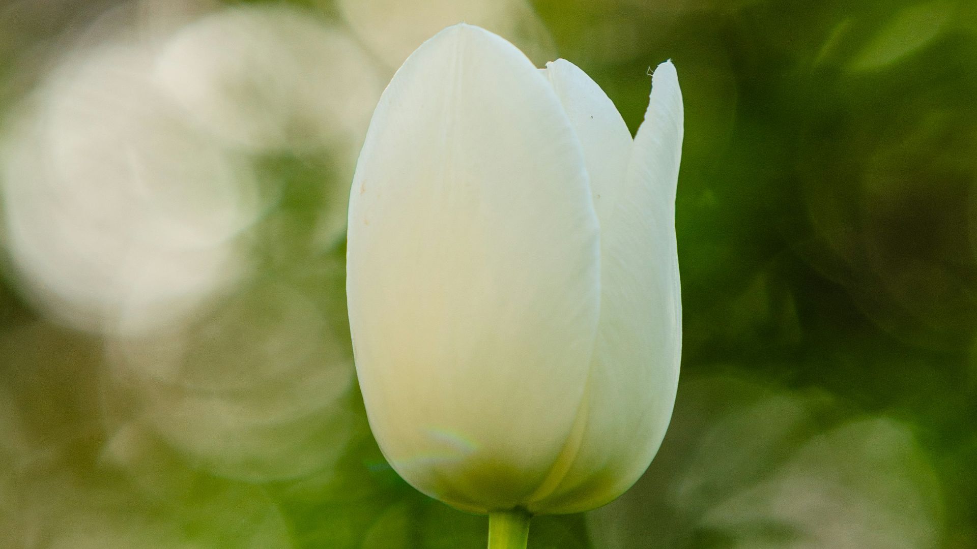 a single white tulip in front of a green background