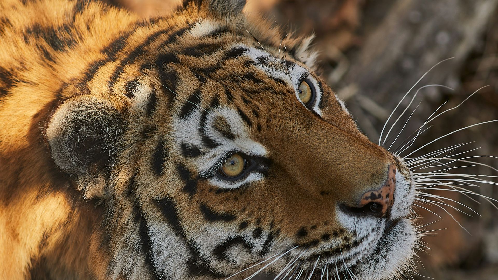 brown white and black tiger
