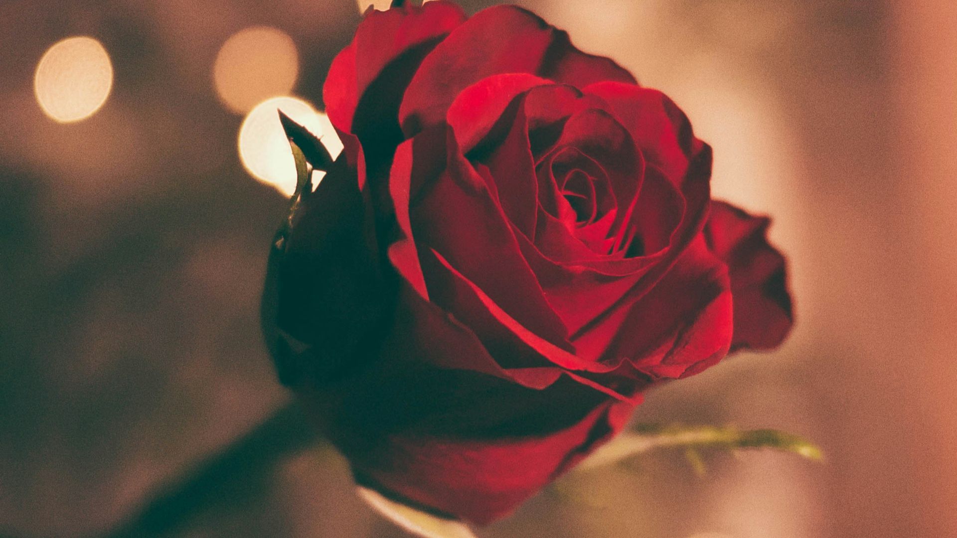 focused photo of a red rose