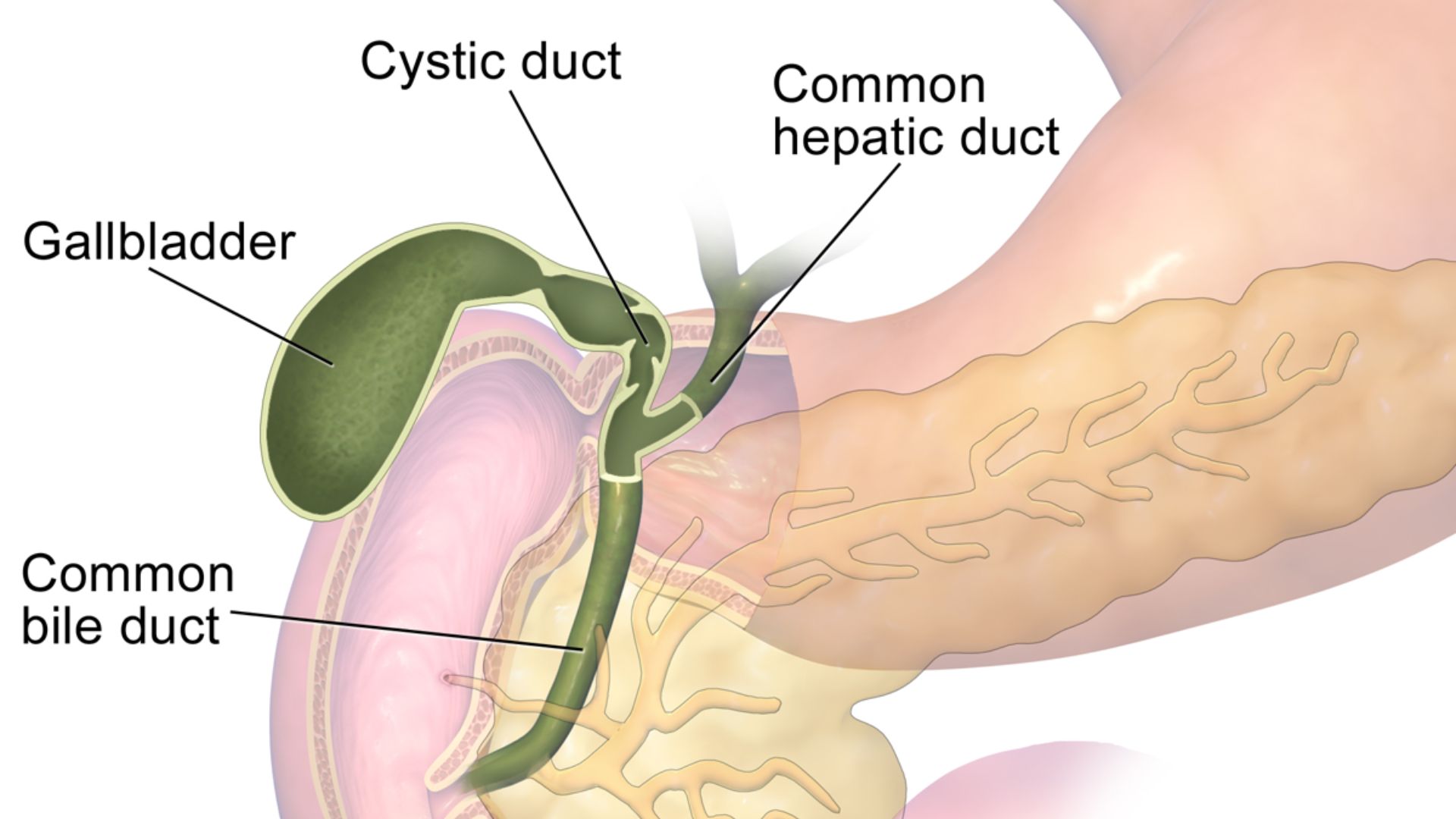 File:Gallbladder (organ).png