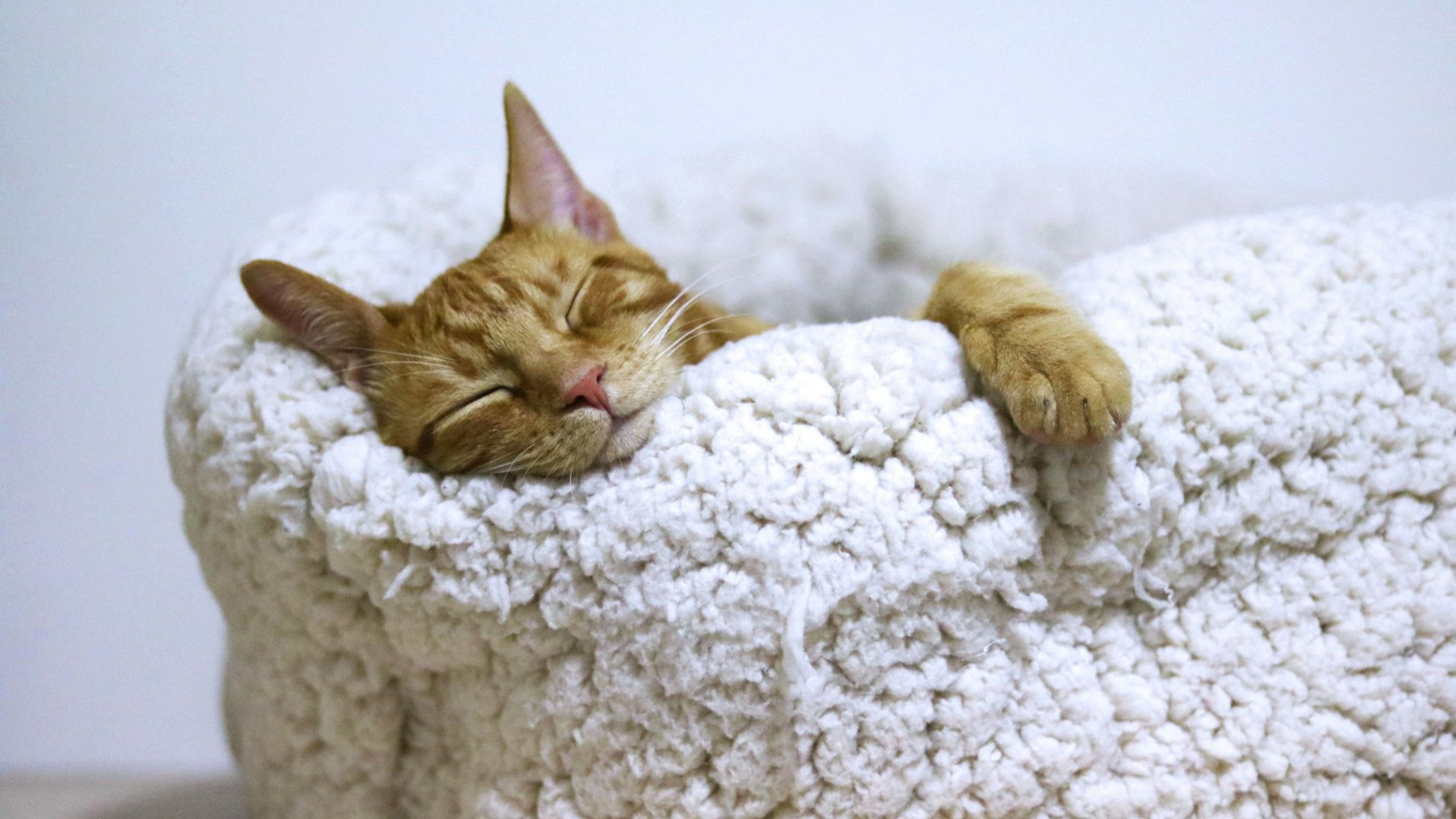orange tabby cat sleeping on white pet bed