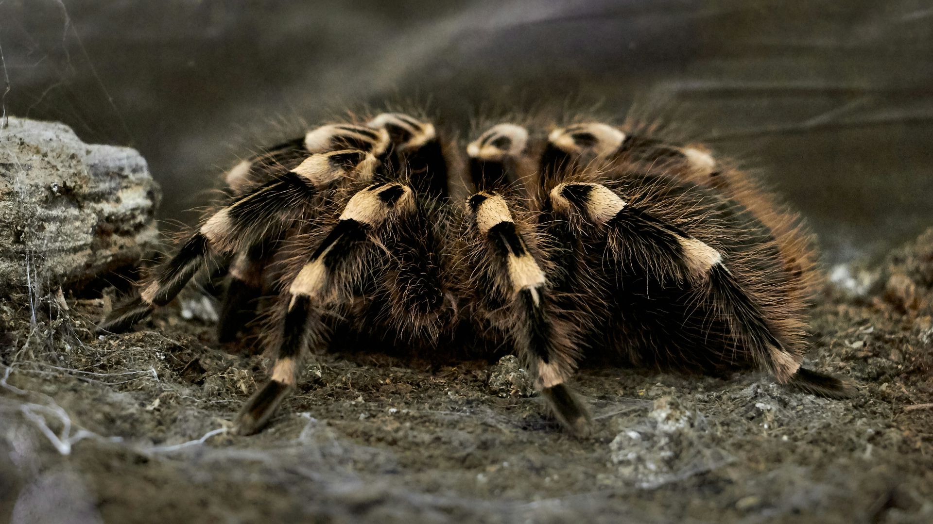 black and beige tarantula on brown soil