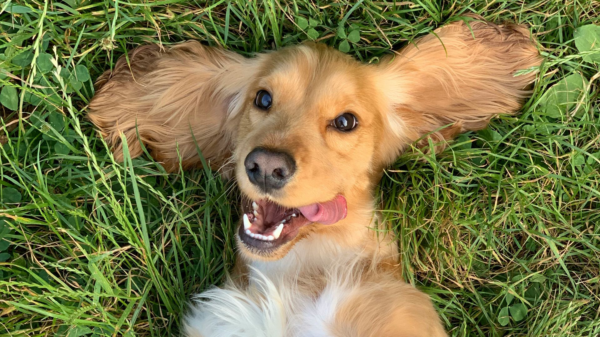 brown and white long coated small dog lying on green grass
