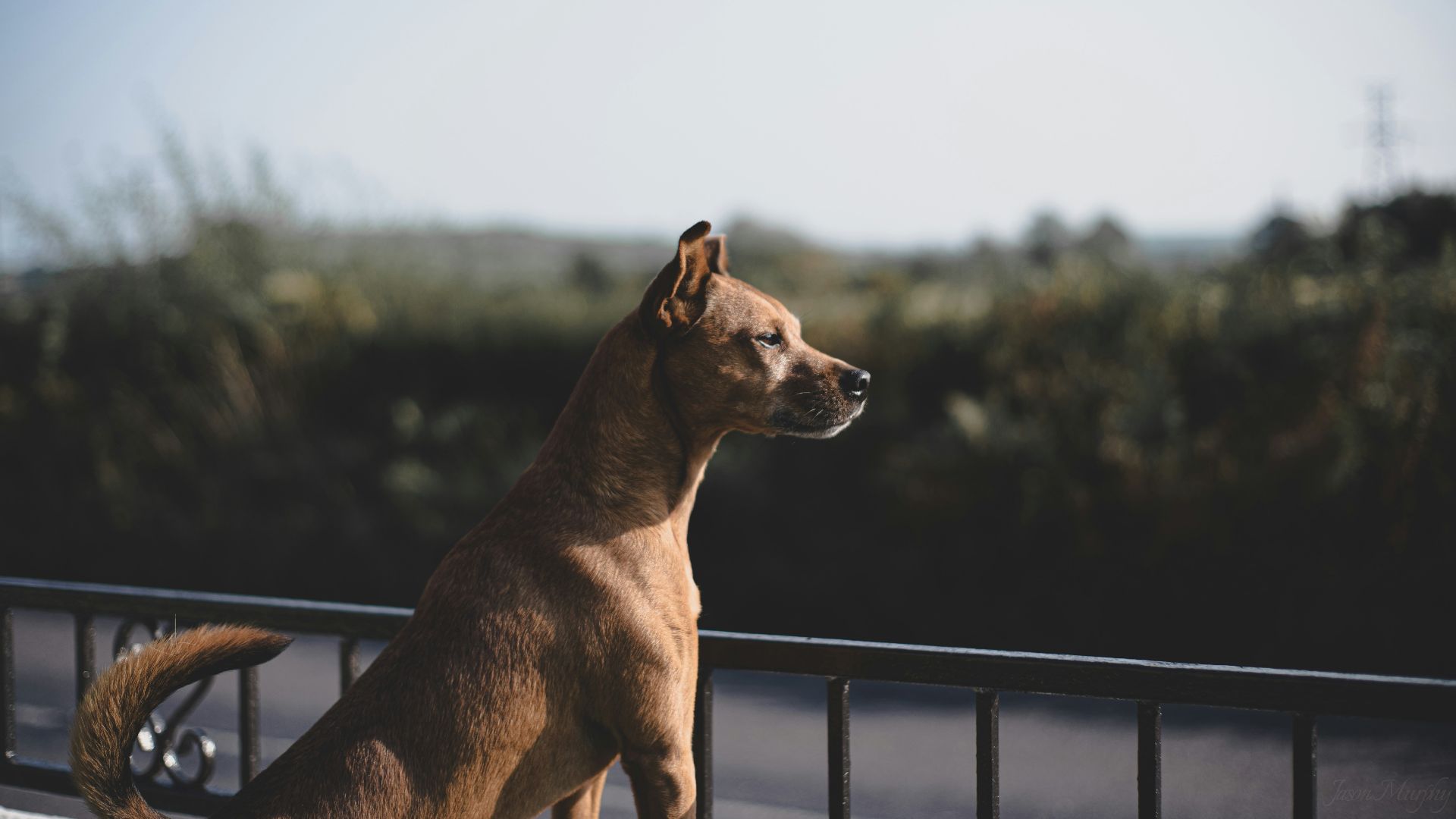 brown short coat medium dog standing on black metal fence during daytime