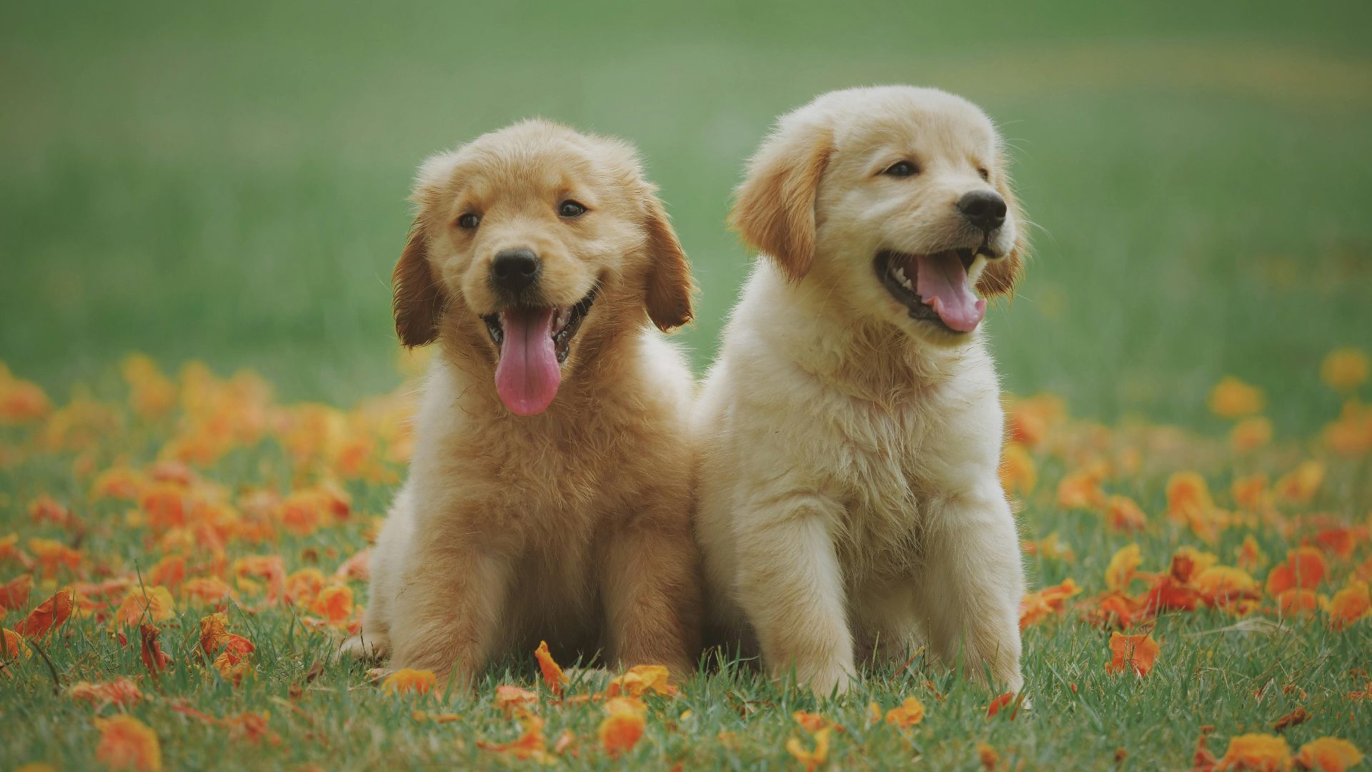 Chevanon Photography