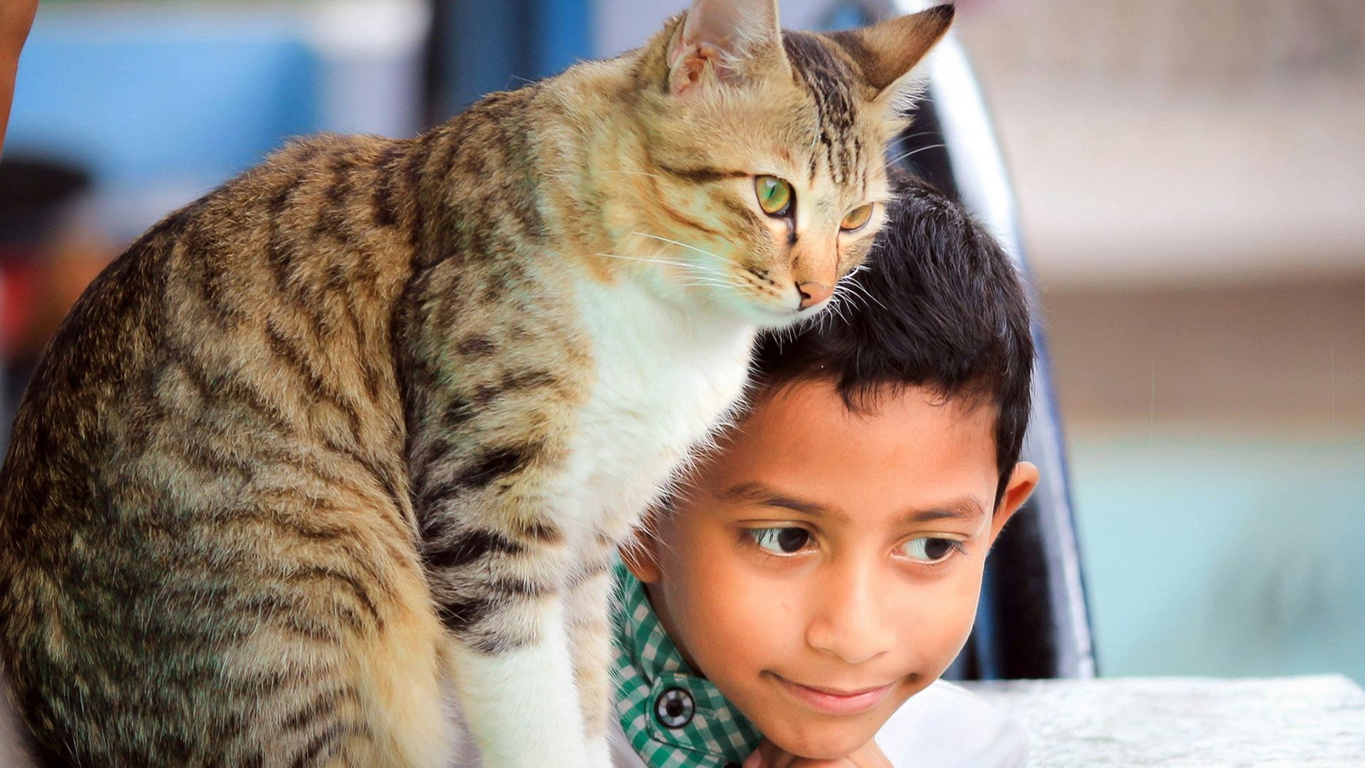 close up photography of boy laying beside cat on table