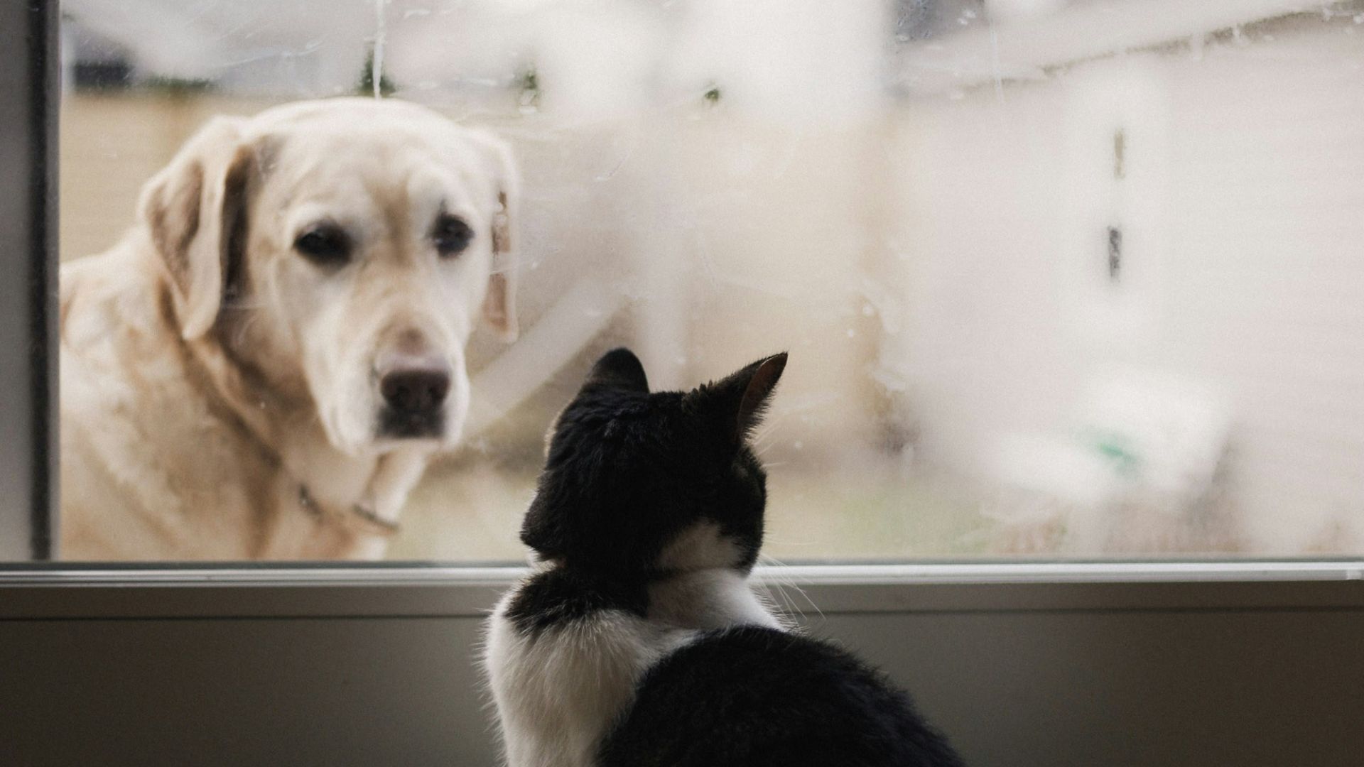 black and white cat watching adult yellow Labrador retriever on window