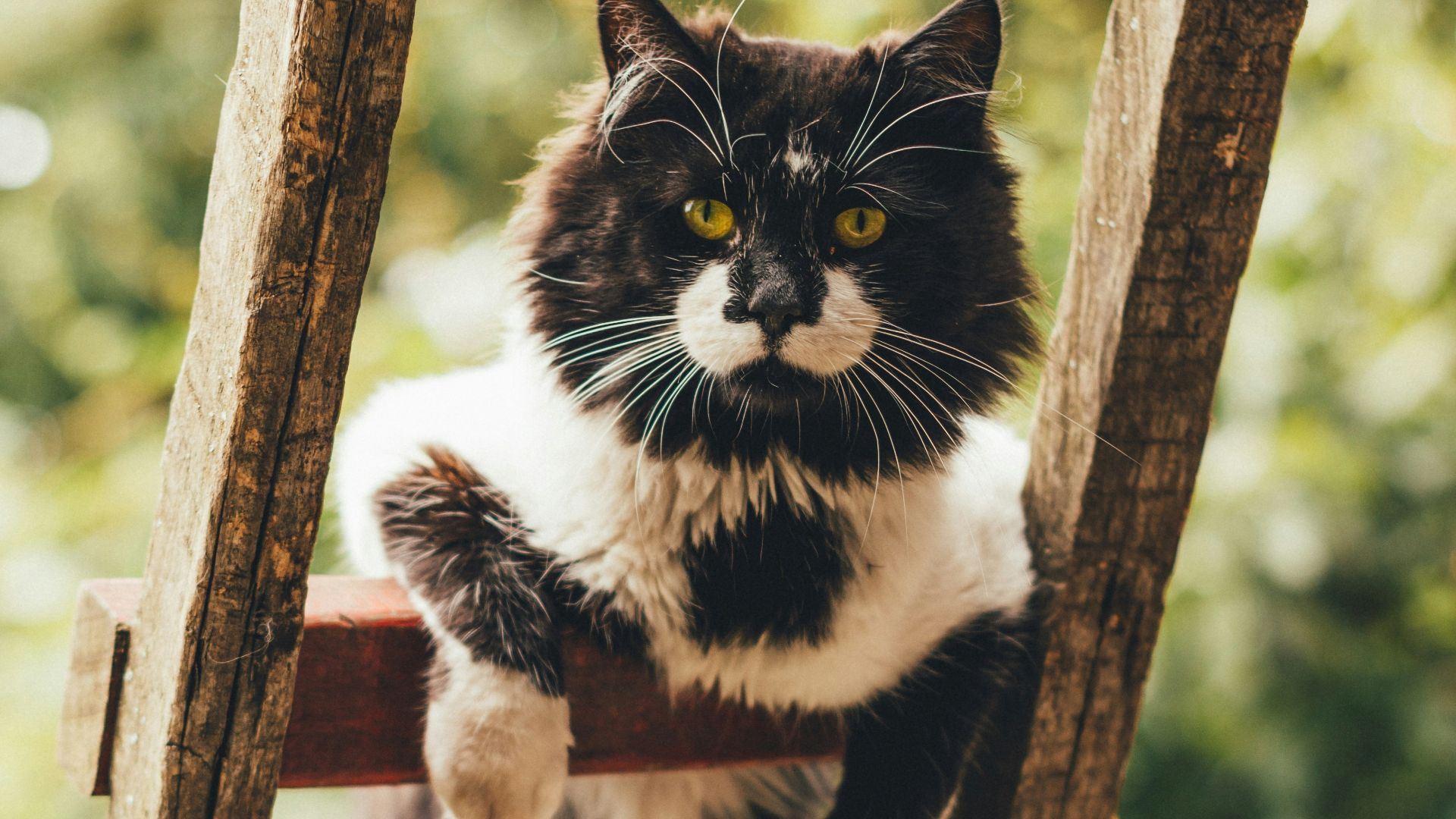 black and white cat on brown wooden fence during daytime