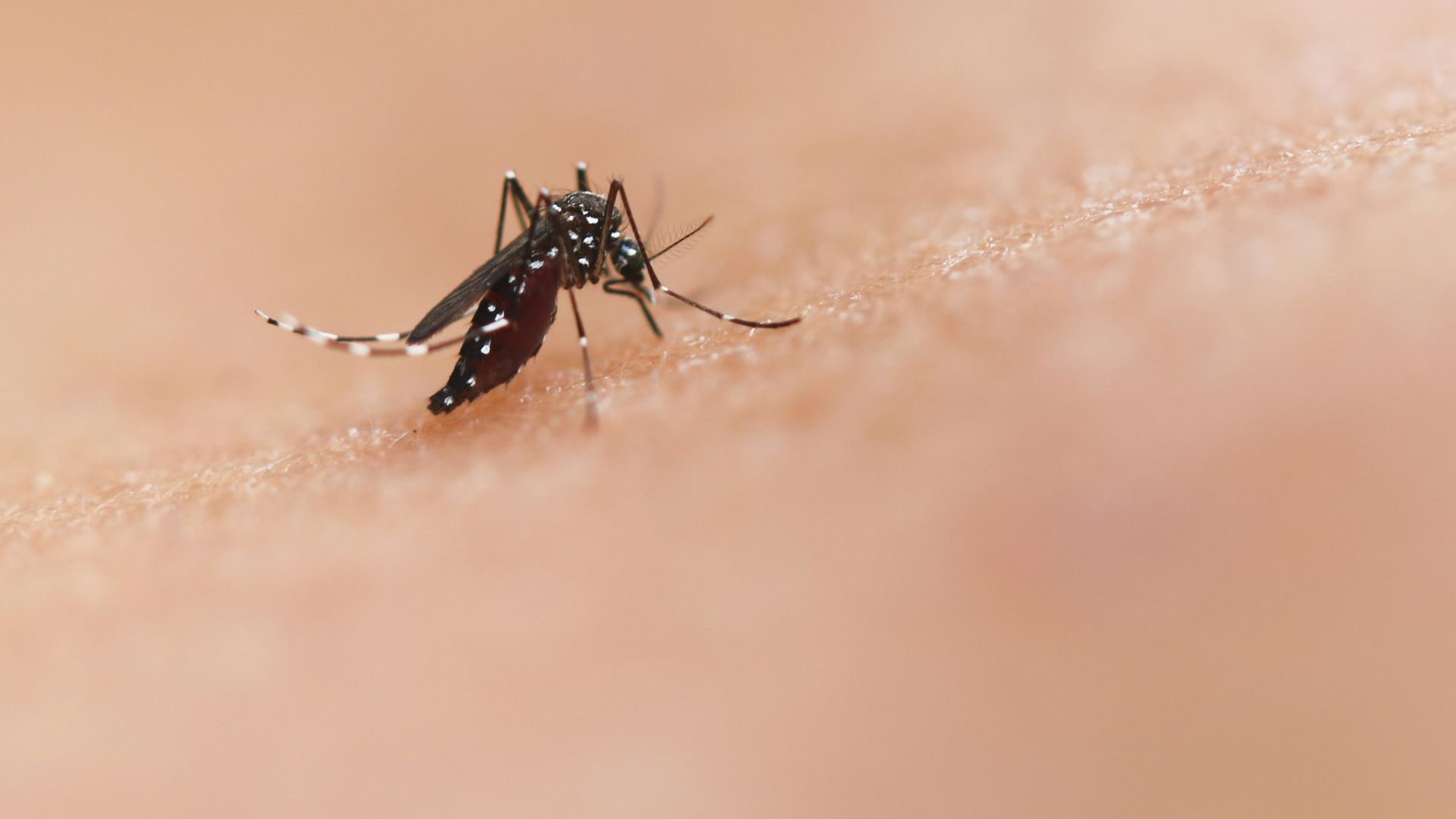 a close up of a mosquito on a human's skin