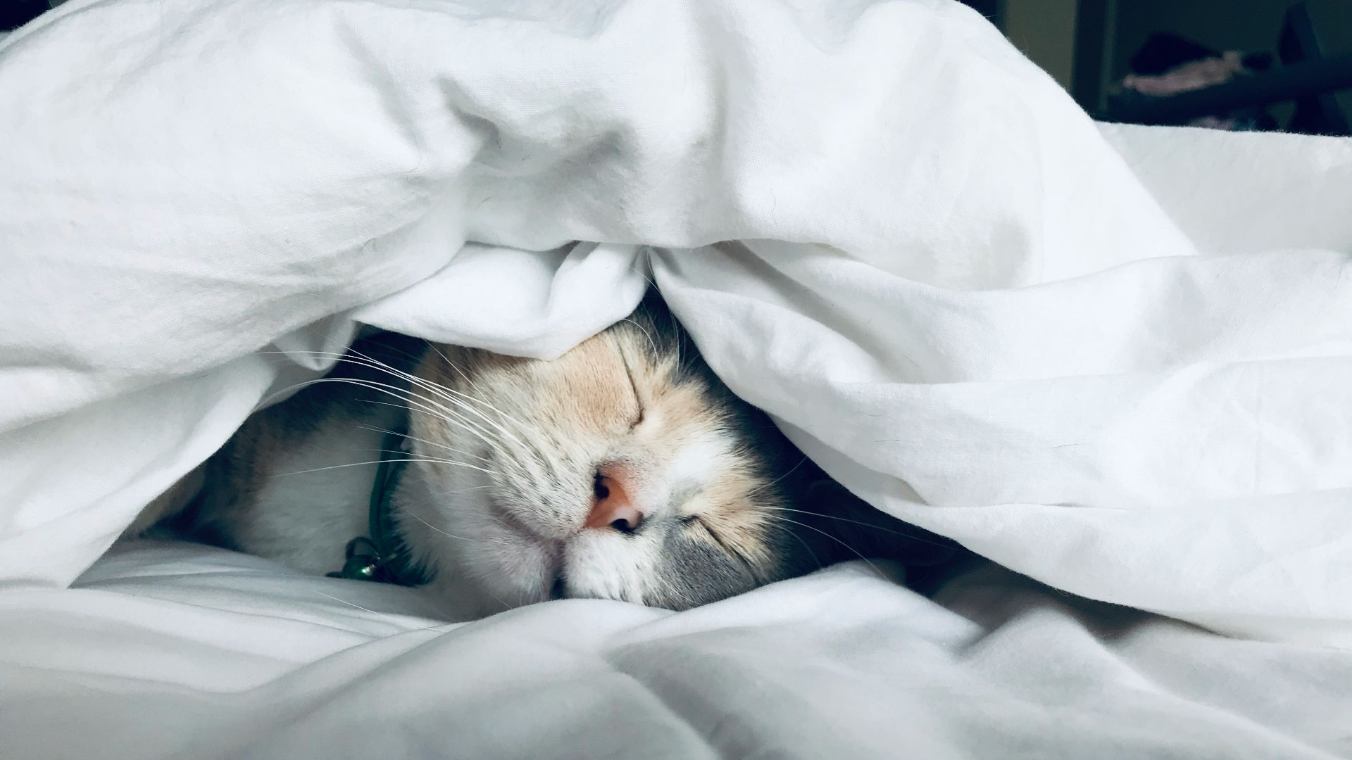 white cat sleeps under white comforter