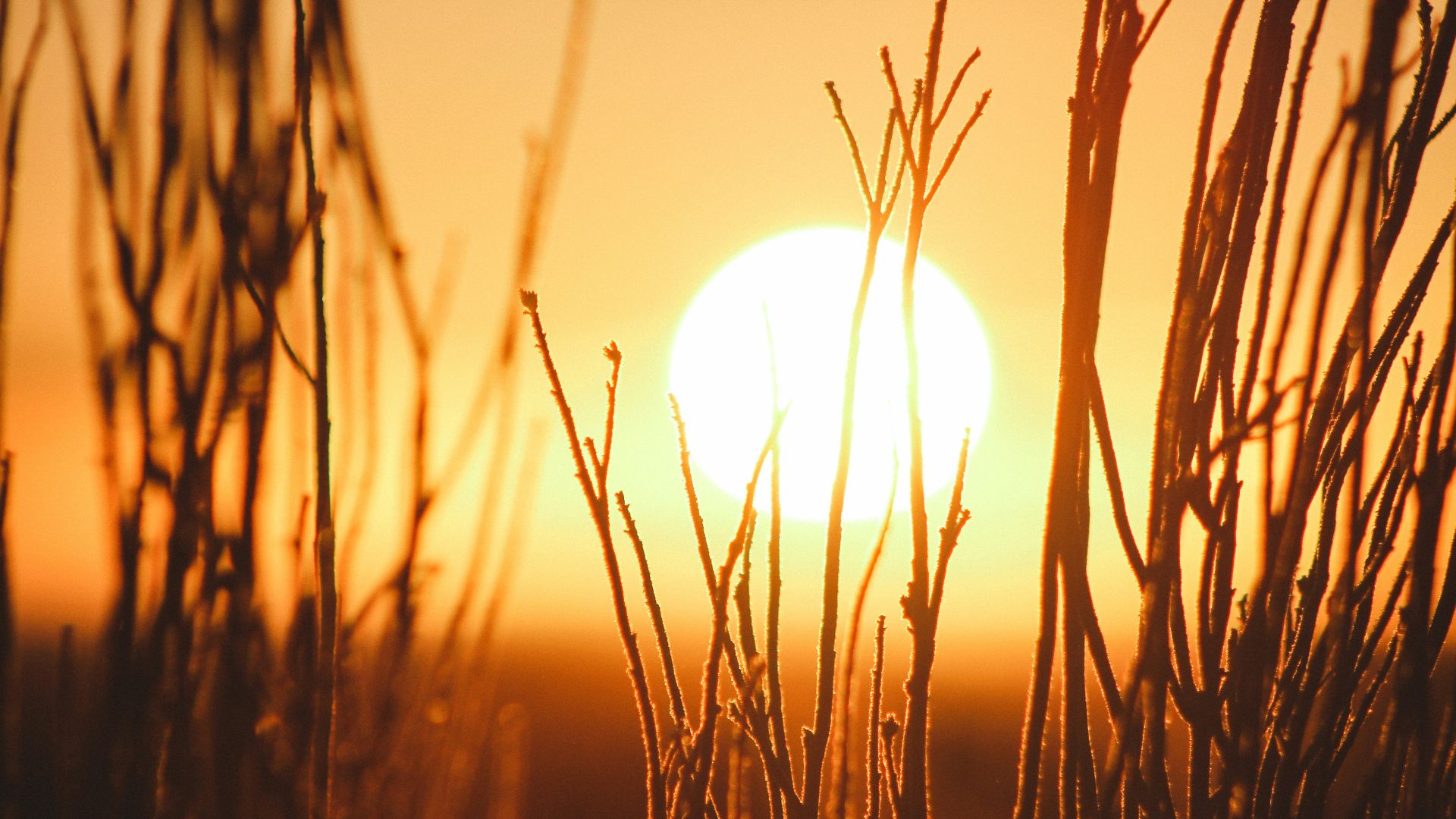 shallow focus photography of grains with sun