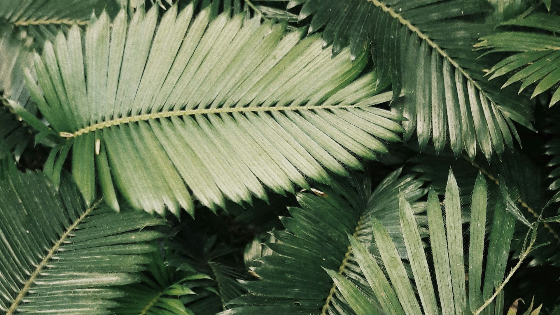 palm leaves