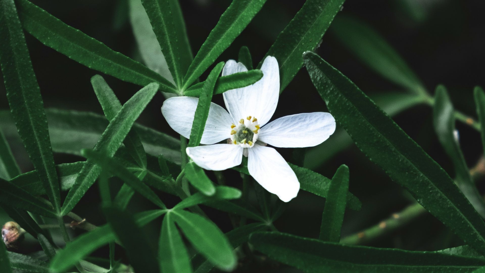 white-petaled flower