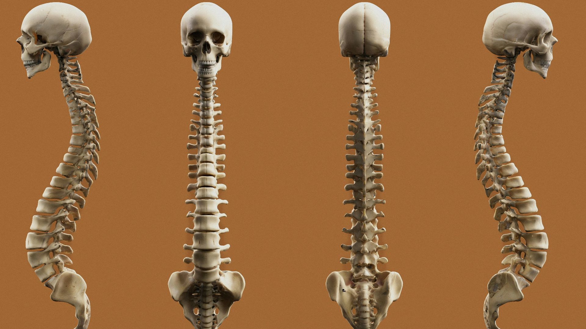 Four views of a human skeleton.